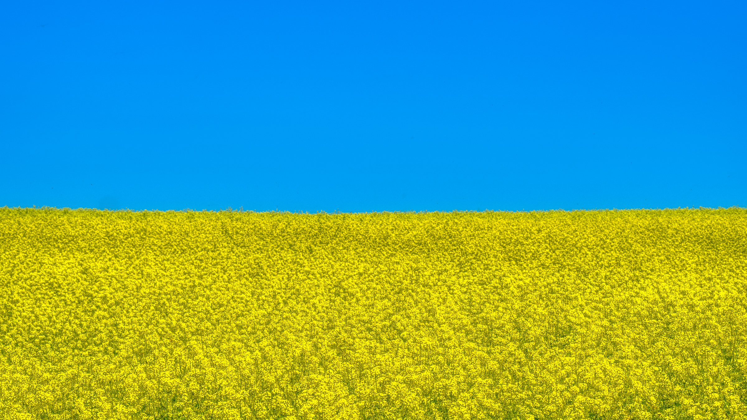 The Ukrainian flag in the German landscape