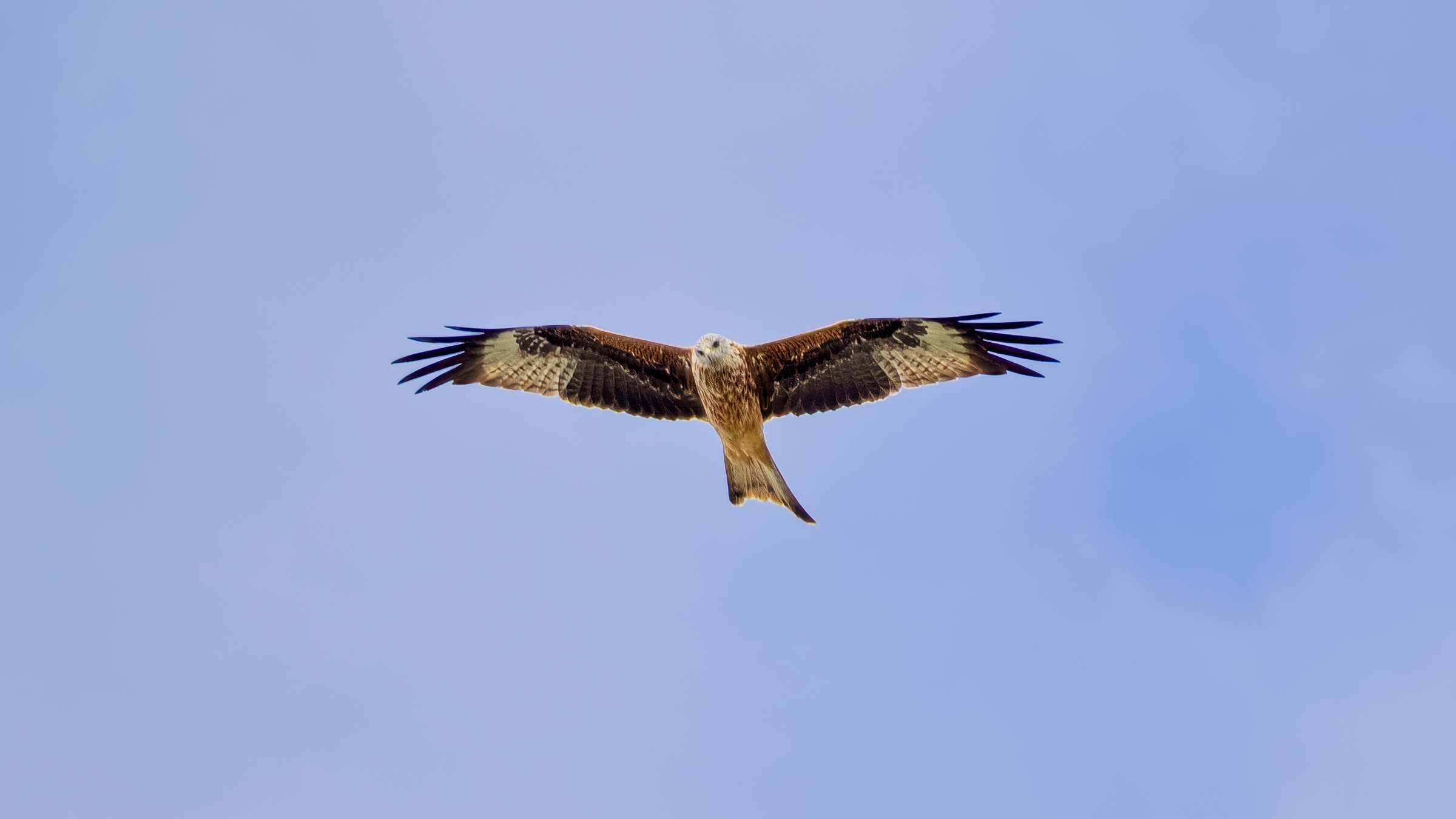 Red Kite