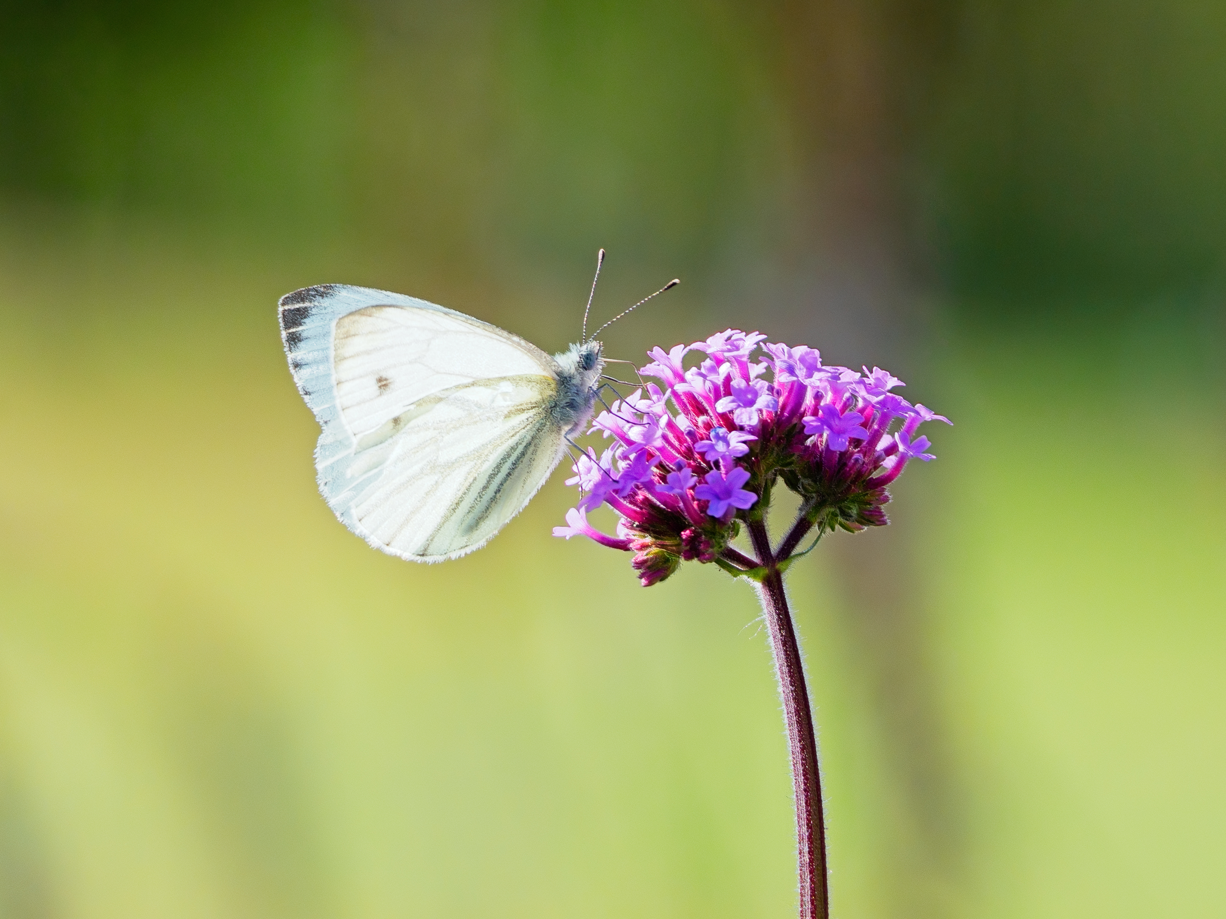 Green-veined White