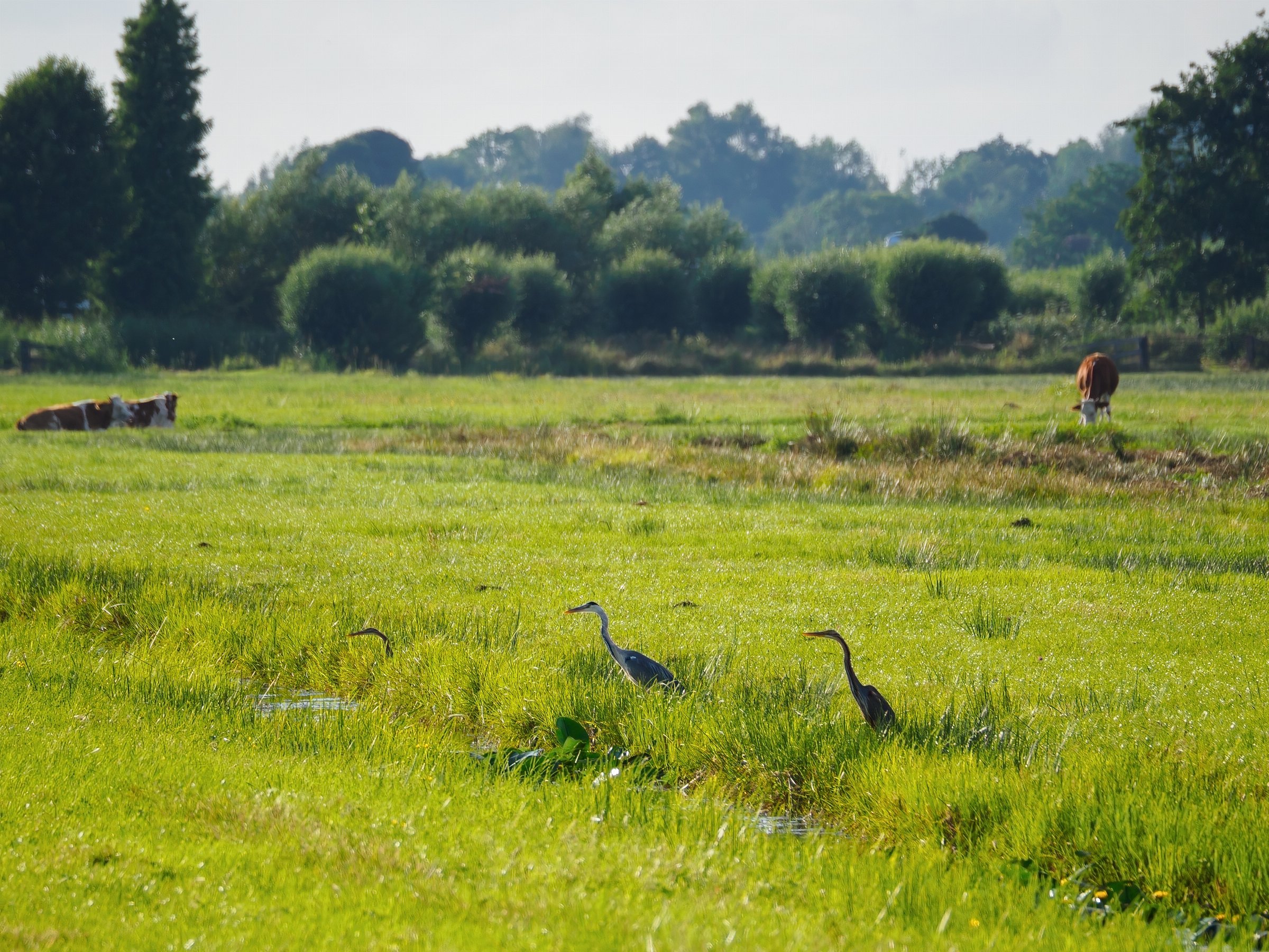 Purple Herons and Grey Heron