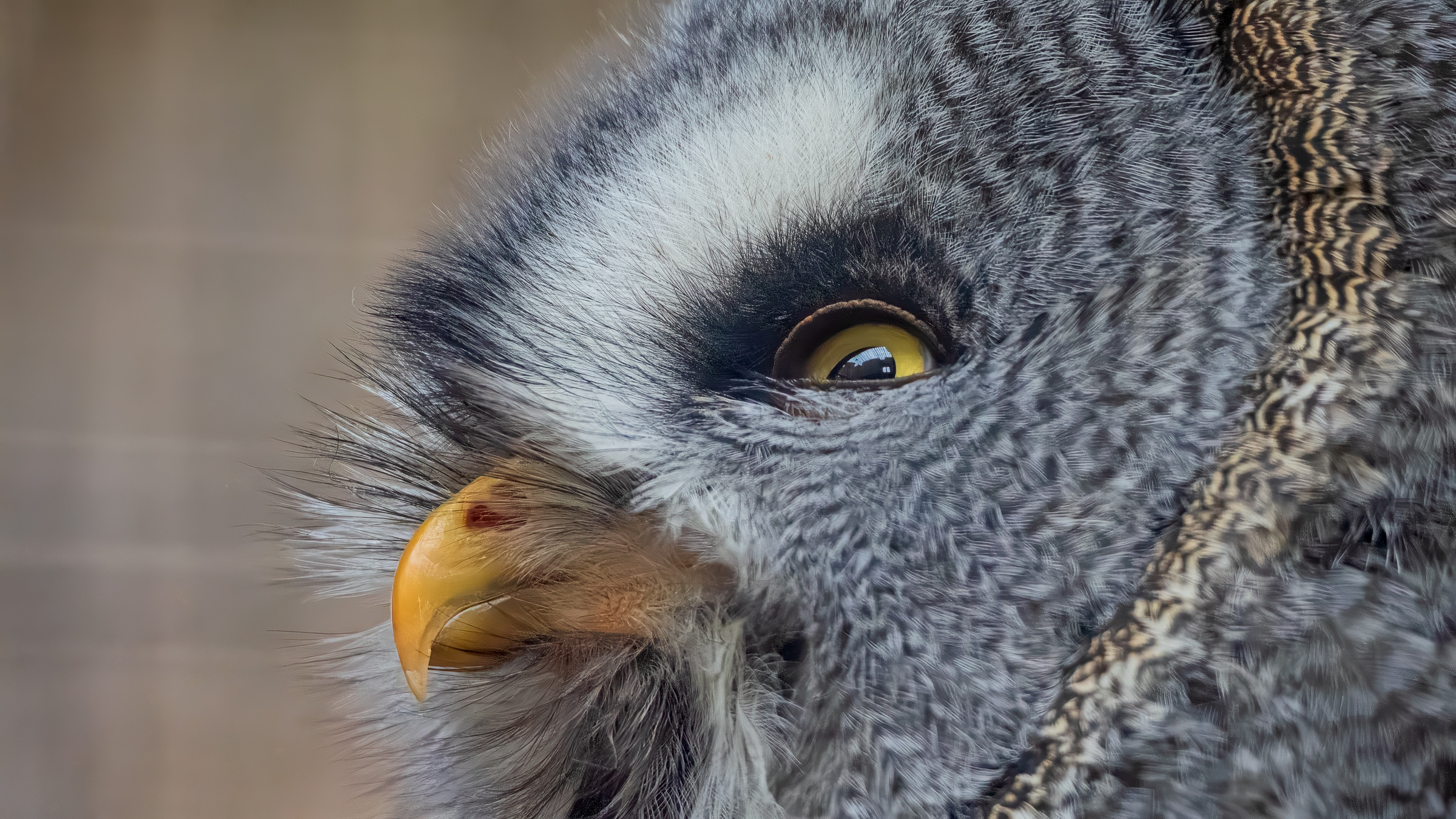Great Grey Owl (in captivity, Kasselburg)