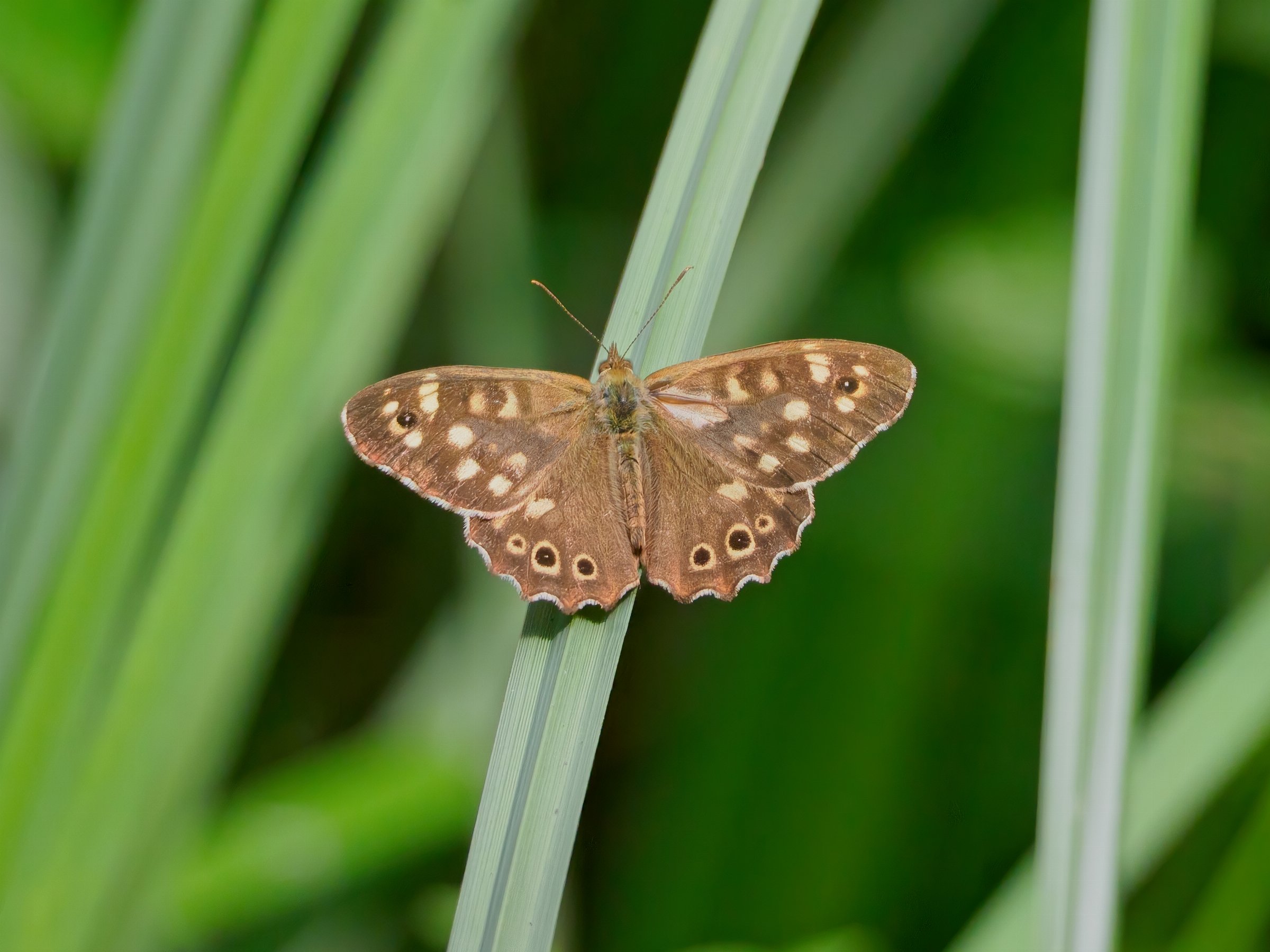 Speckled Wood