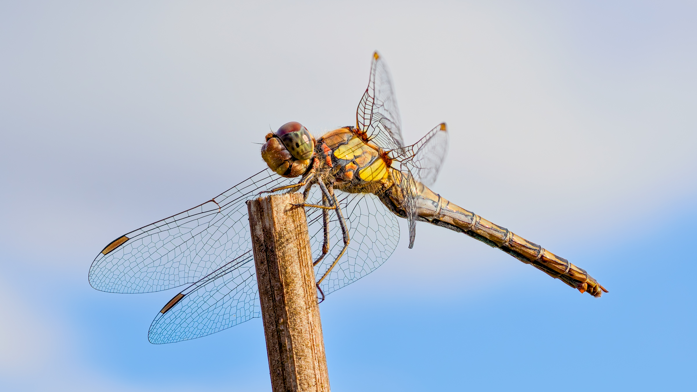Common Darter