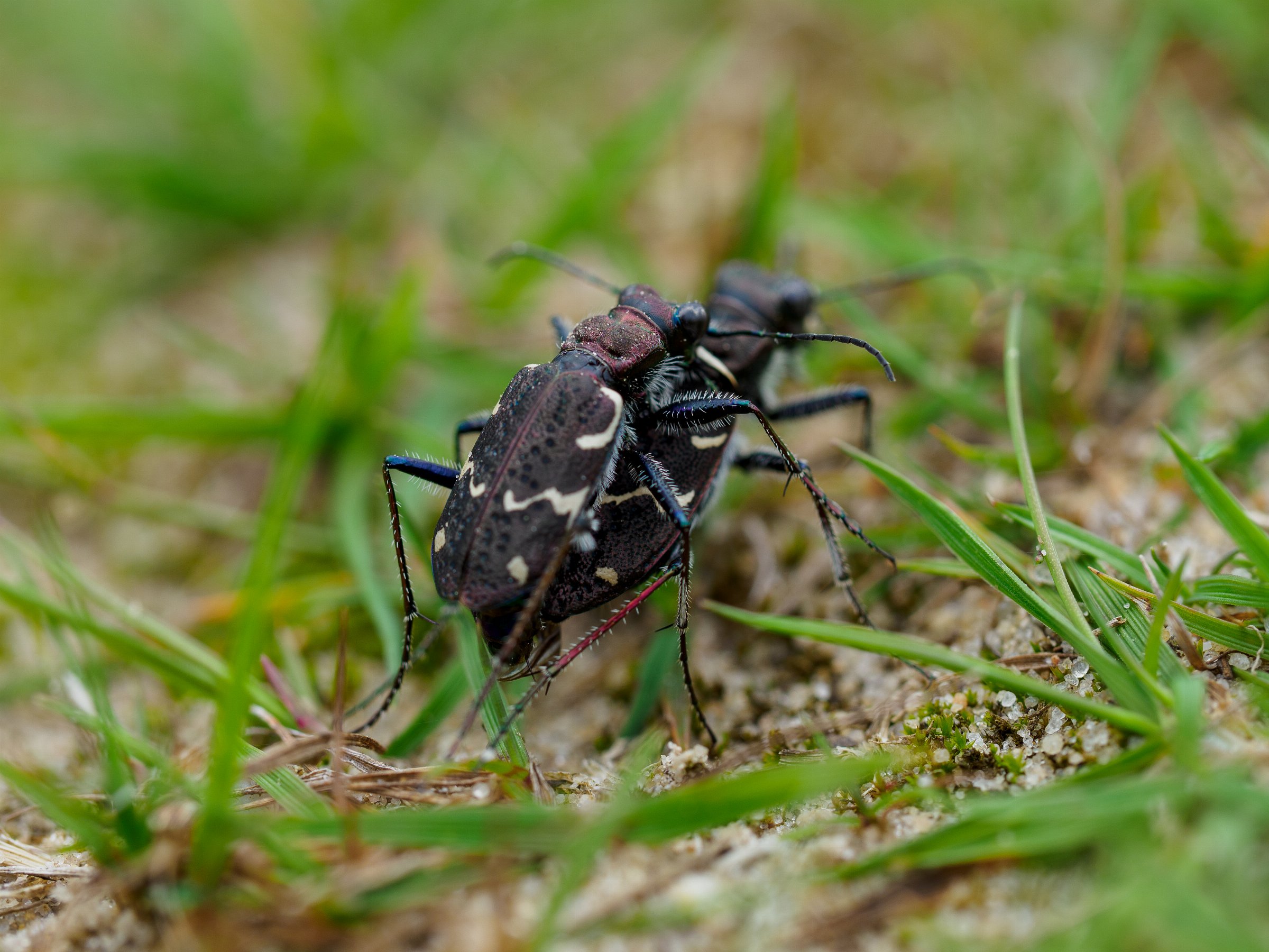 Wood tiger beetle