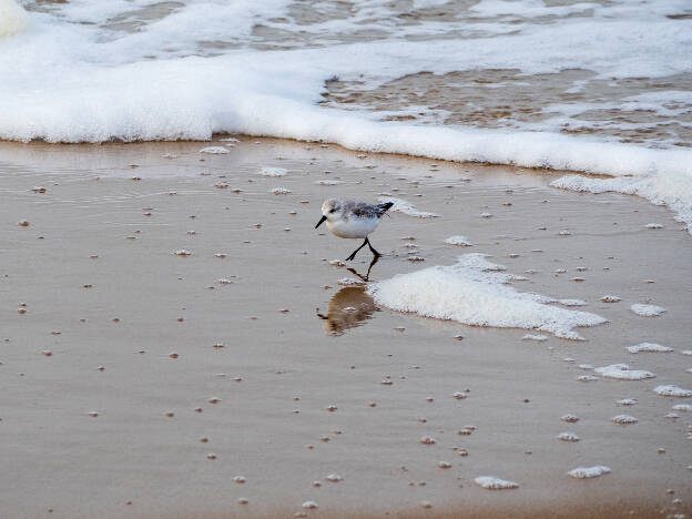 Sanderling