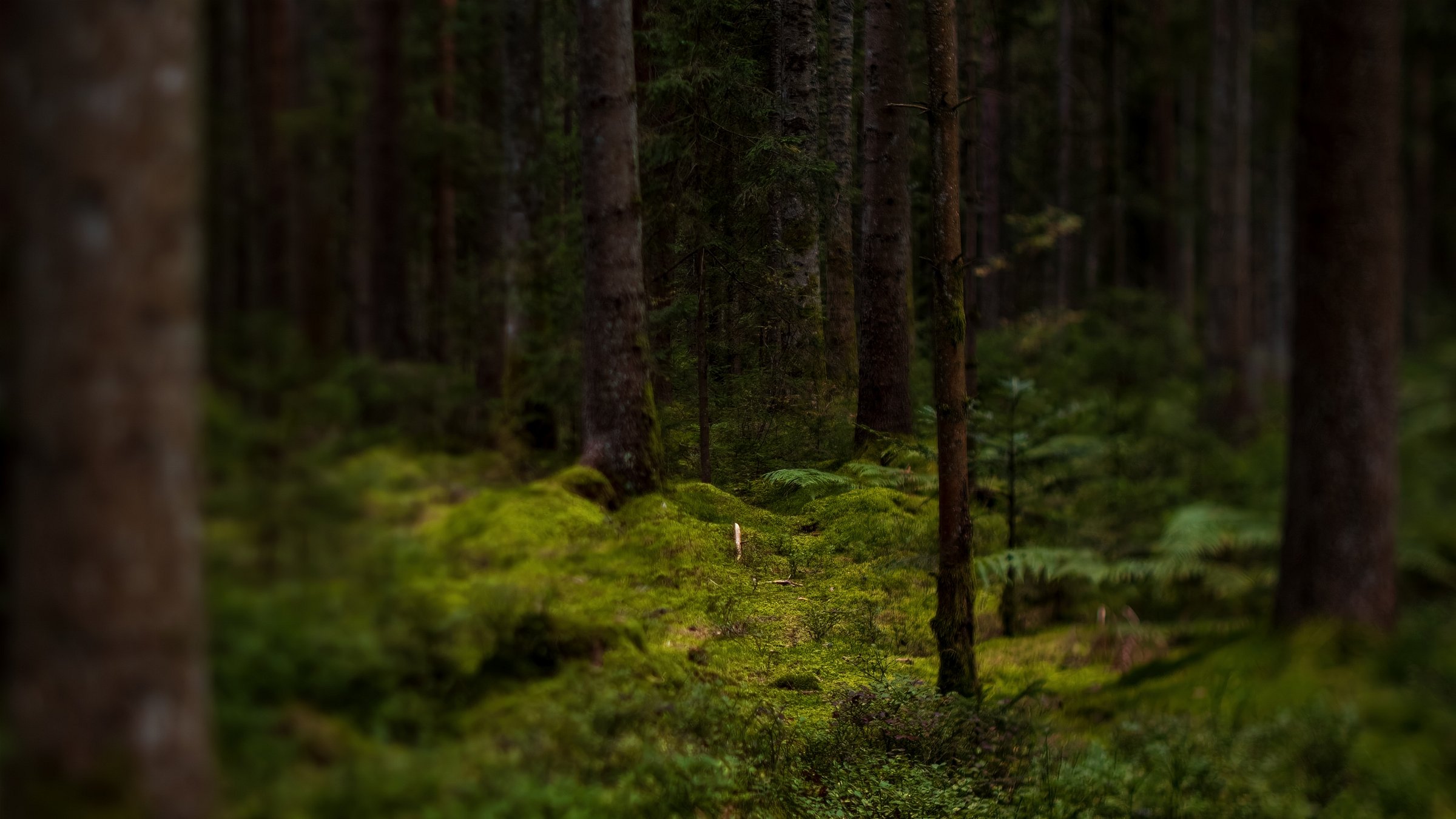 Black Forest - Turned focal plane achieved with Tilt function