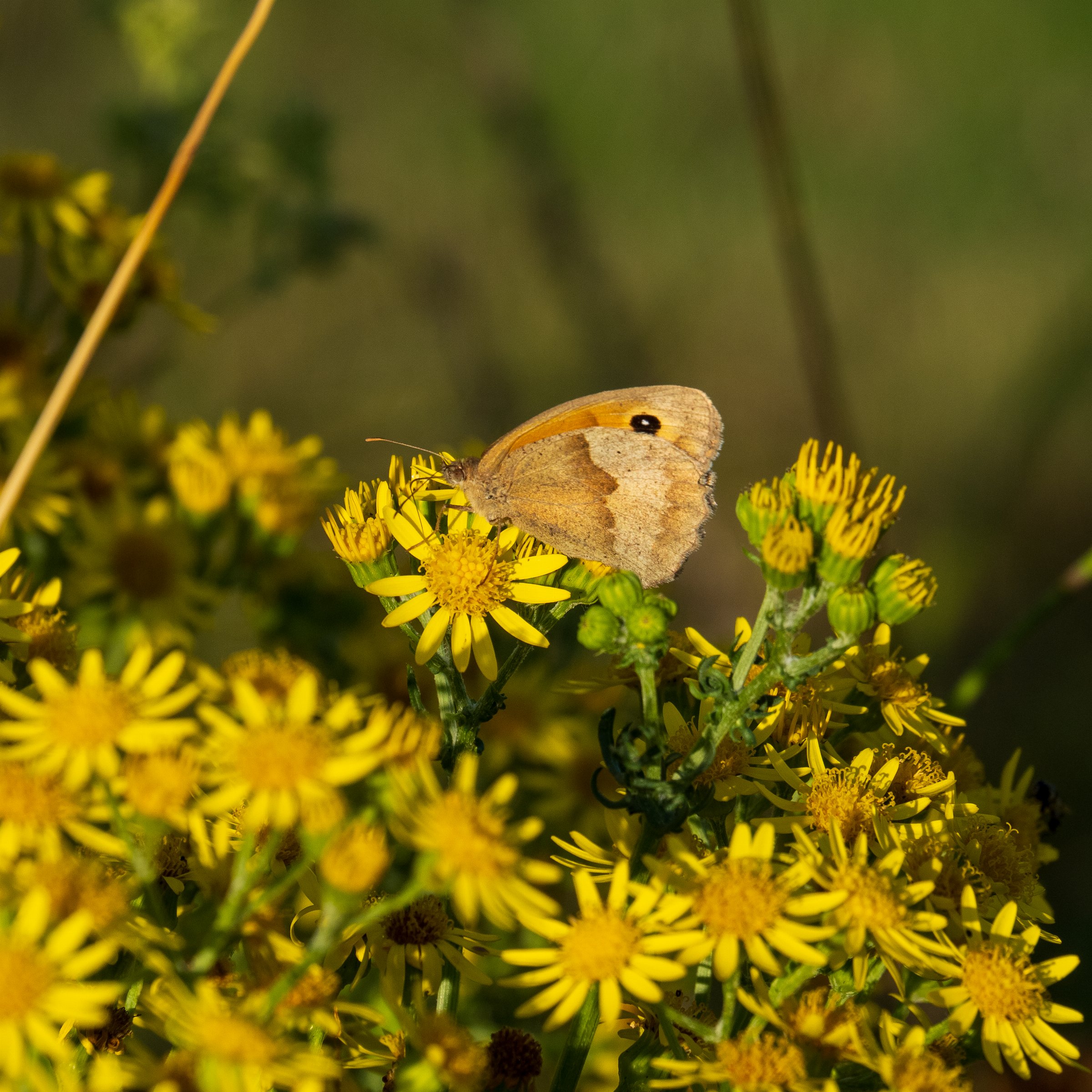 Meadow Brown