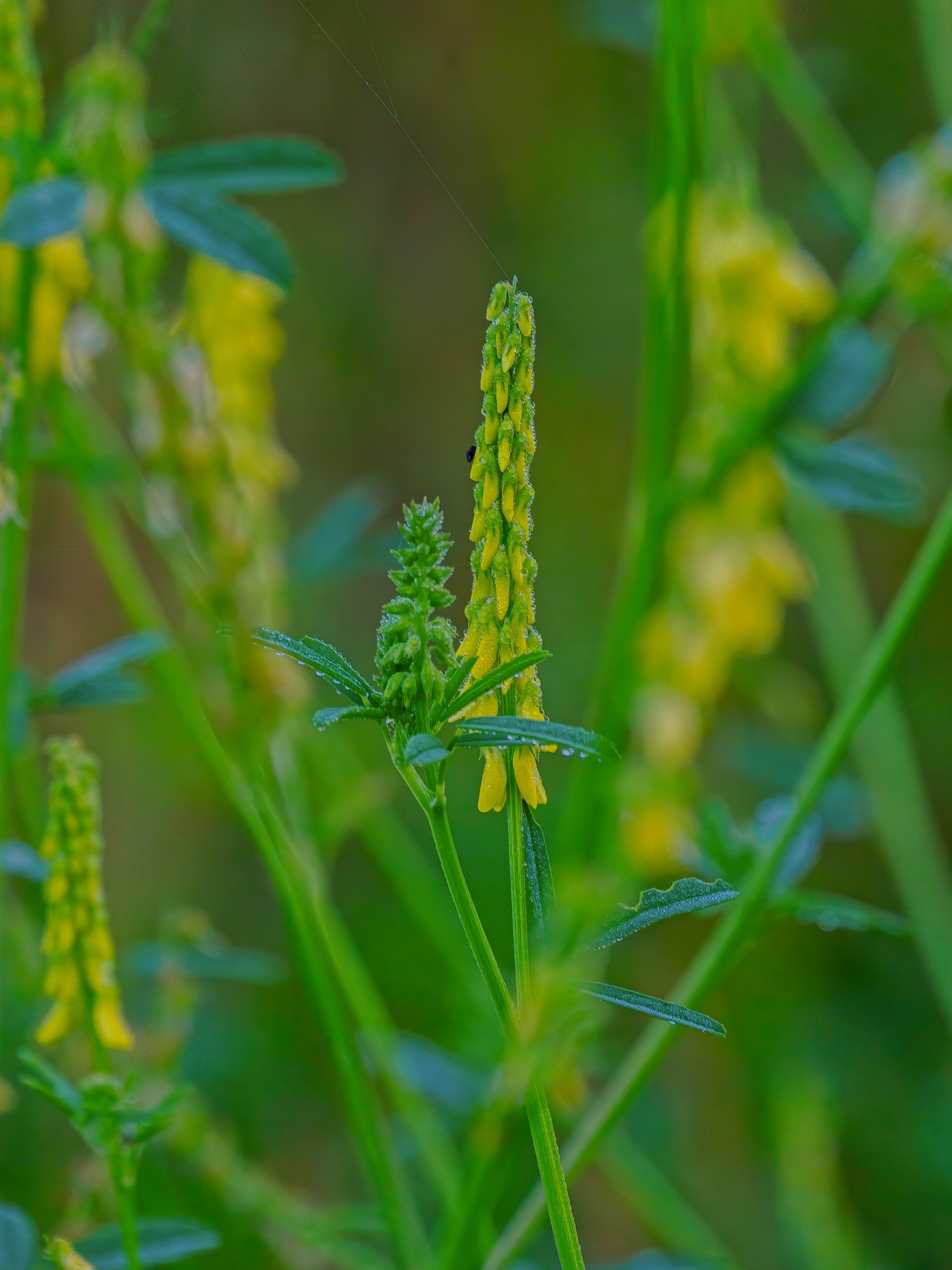 Tall yellow sweetclover