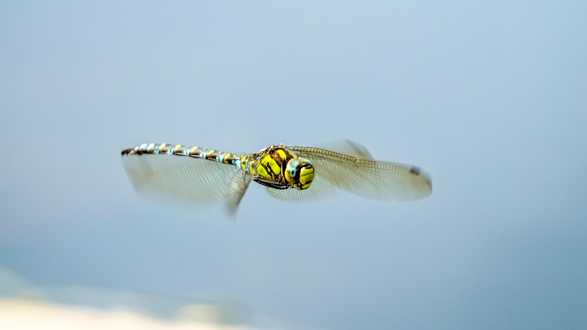 Southern Hawker