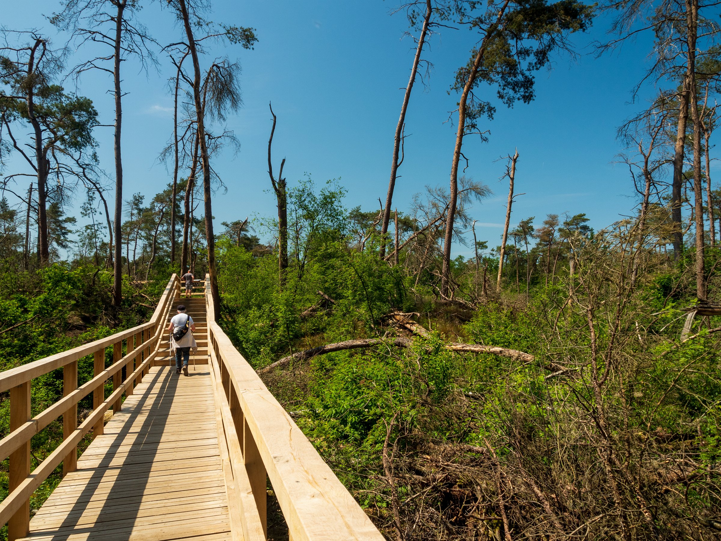 Breeveen forest, destroyed in June '21 by a microburst.