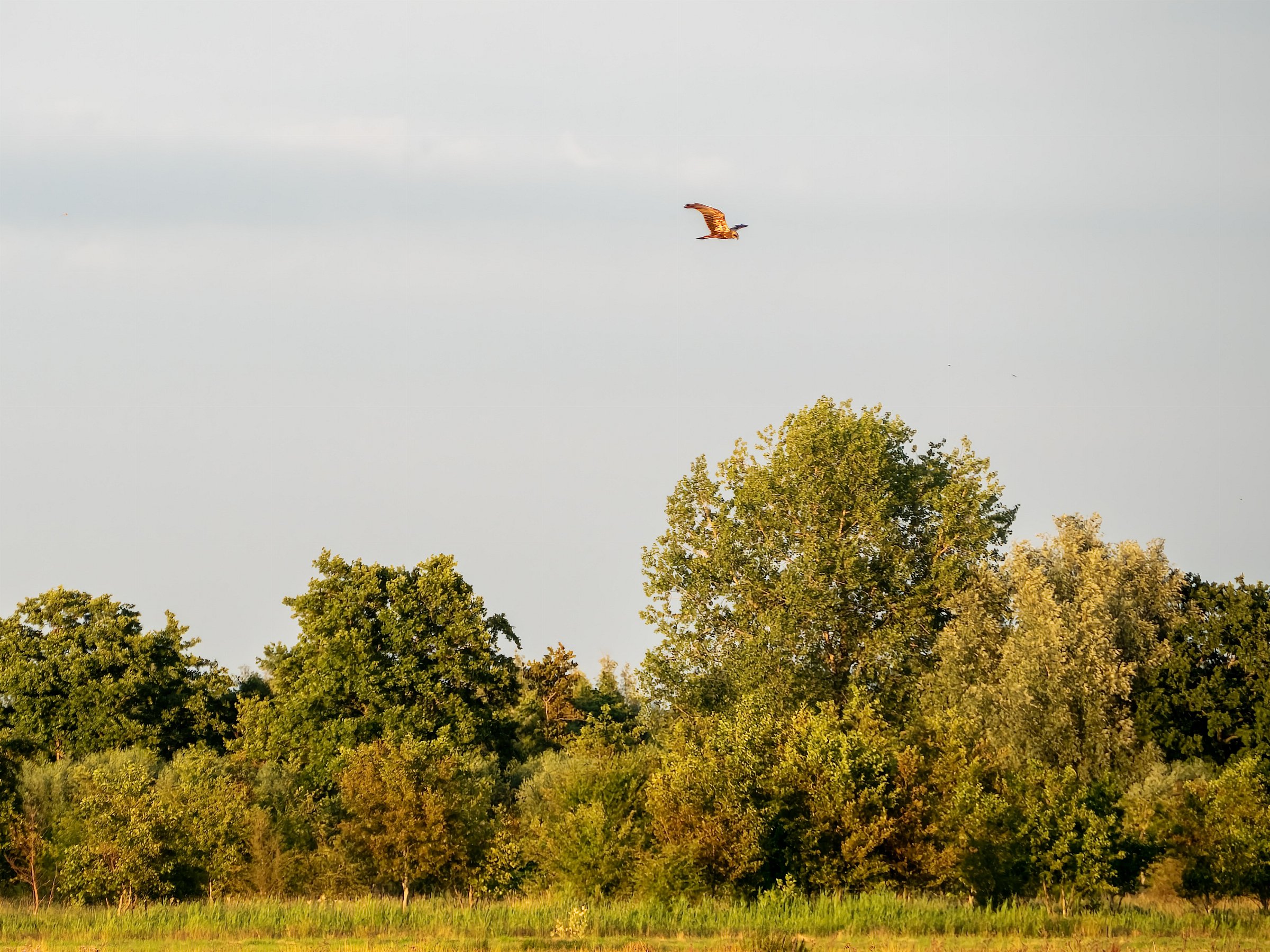 Kiekendief bij Zouwe Boezem