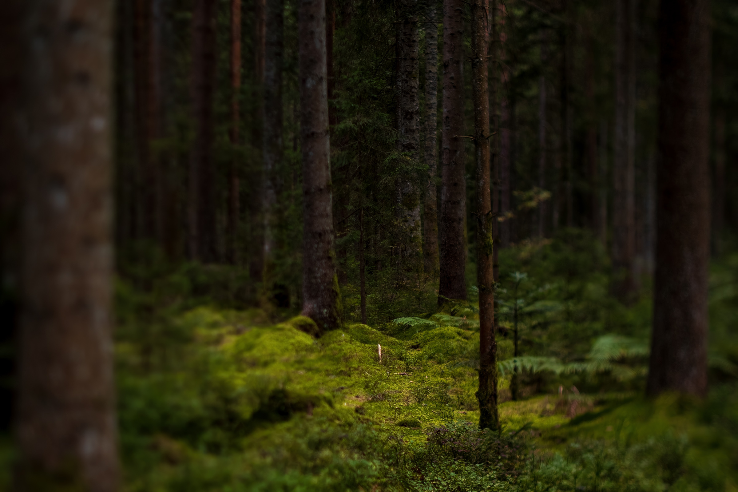 Black Forest - Selective focus (turned focal plane) achieved with Tilt function
