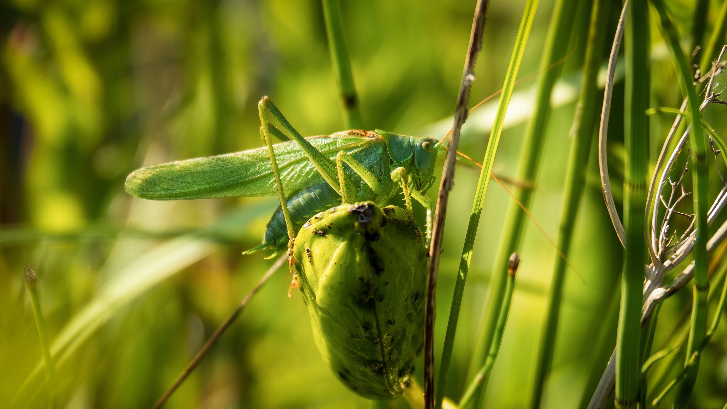 Great Green Bush-cricket