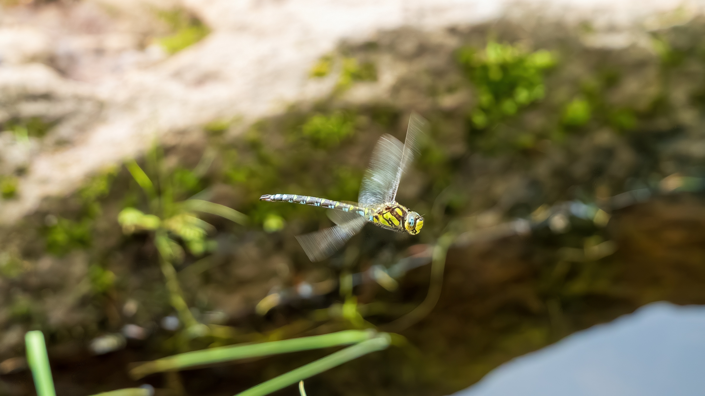 Southern Hawker