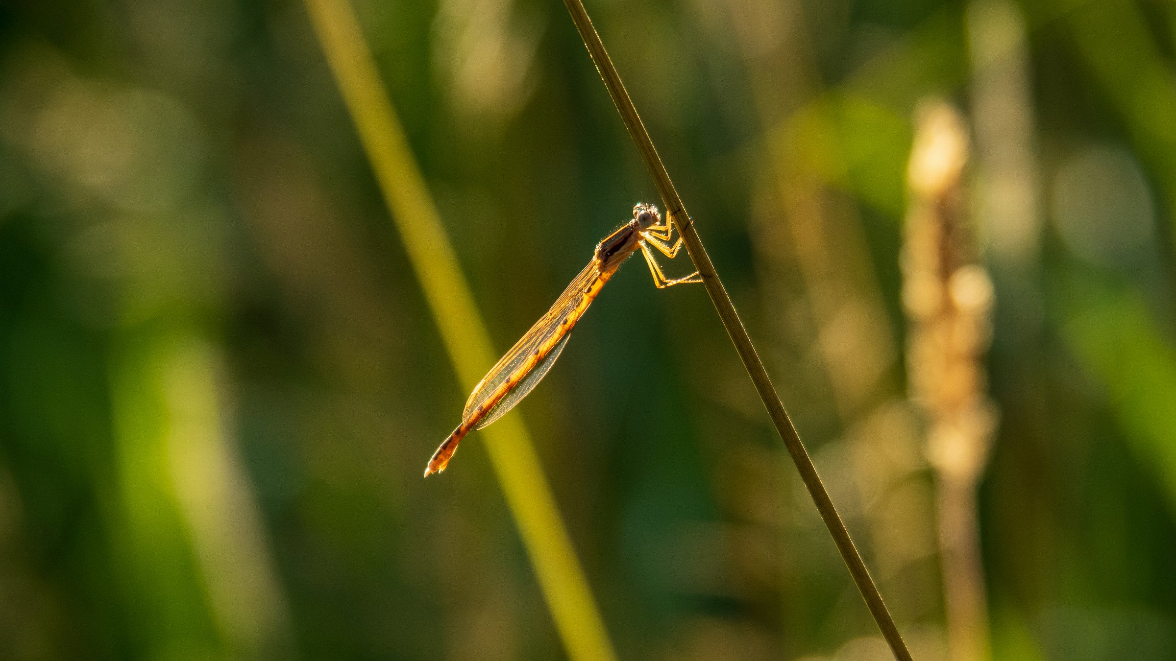 Brown Emerald Damselfly