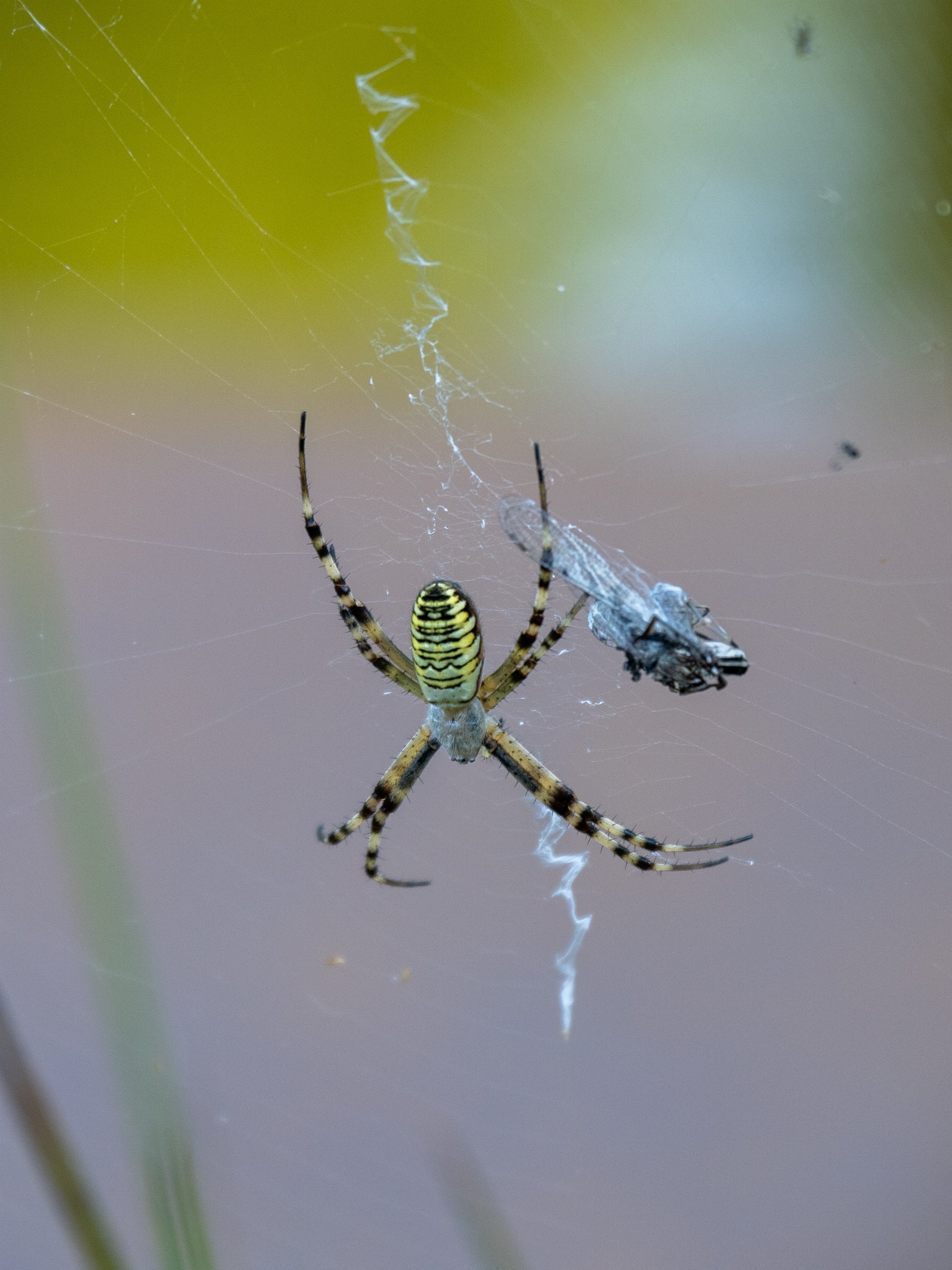 Wasp Spider