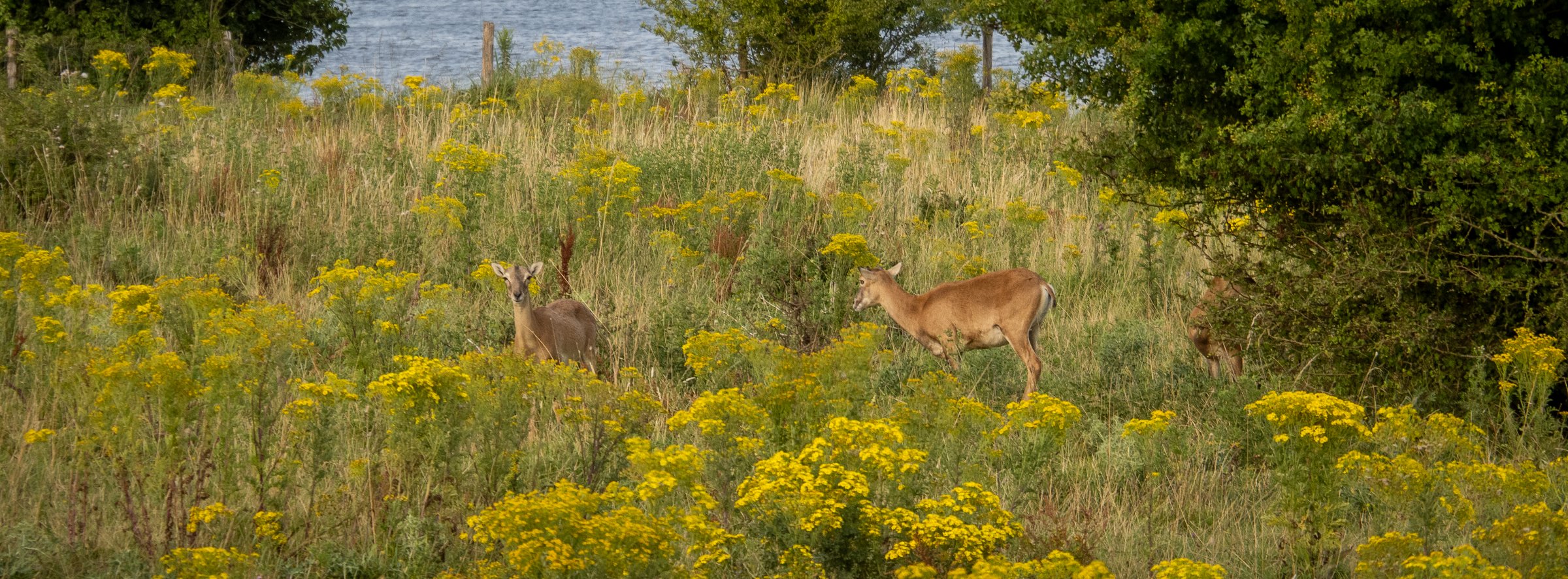 European Roe Deer