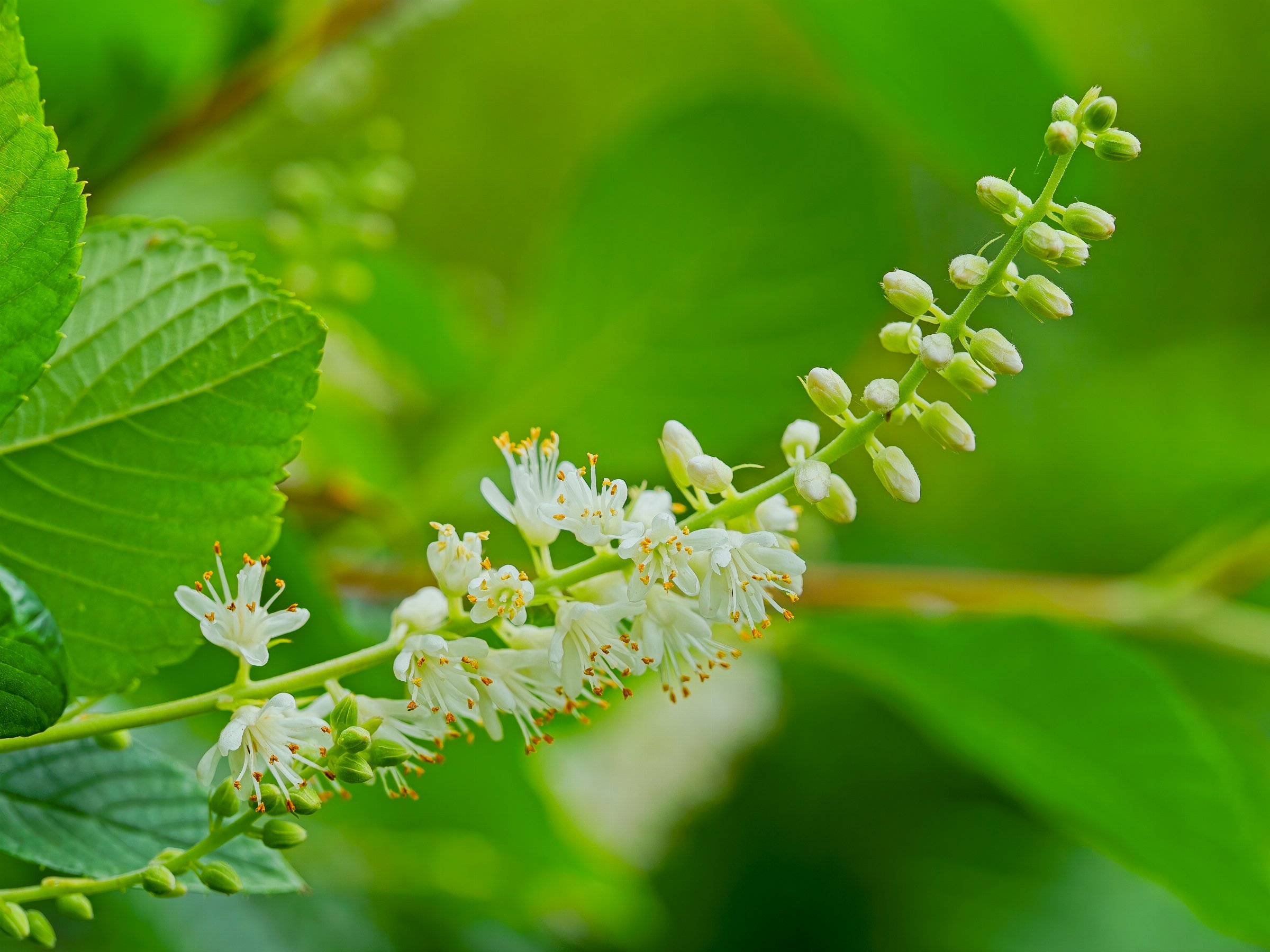 Sweet Pepperbush