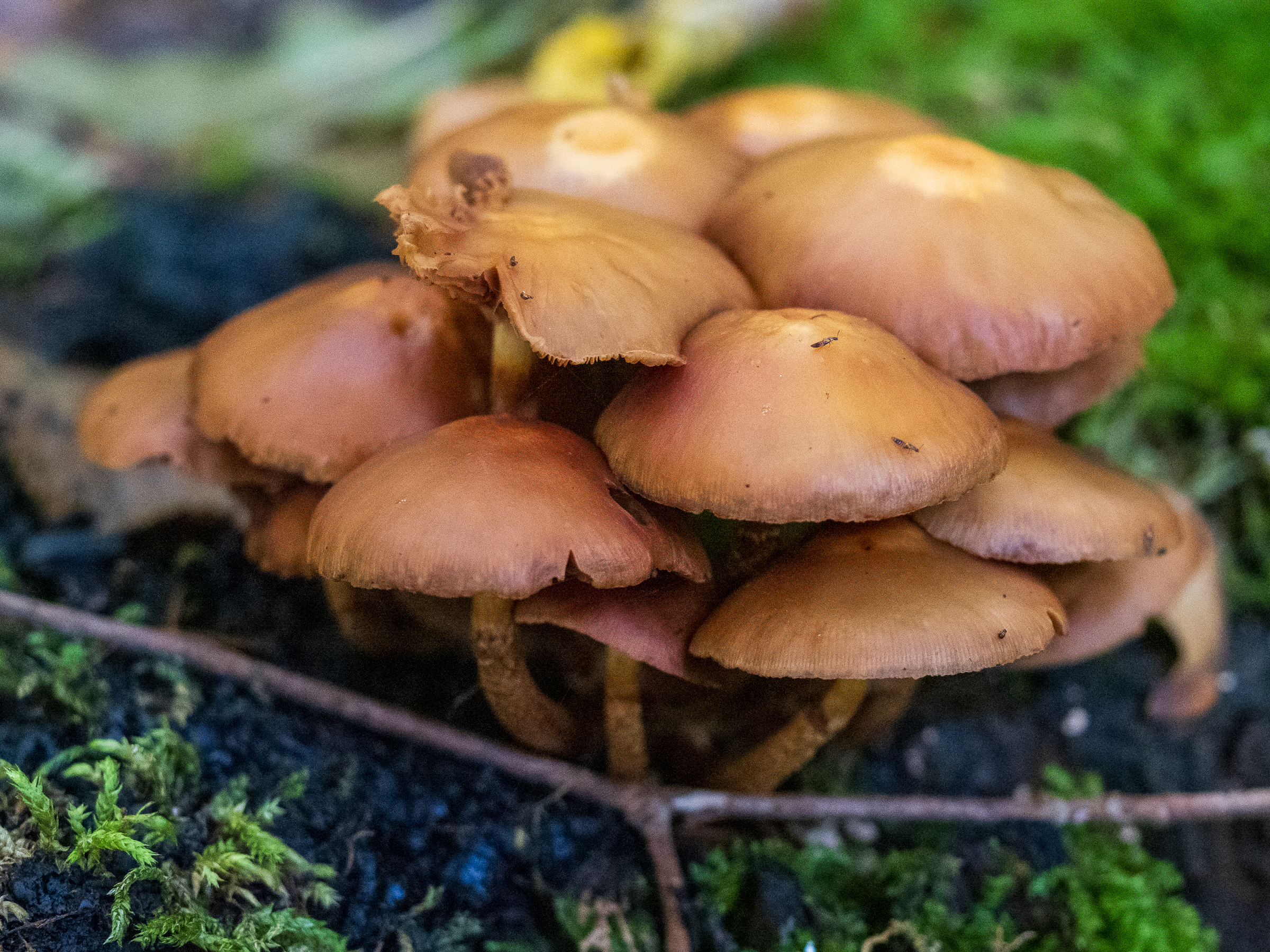 Kuehneromyces mutabilis