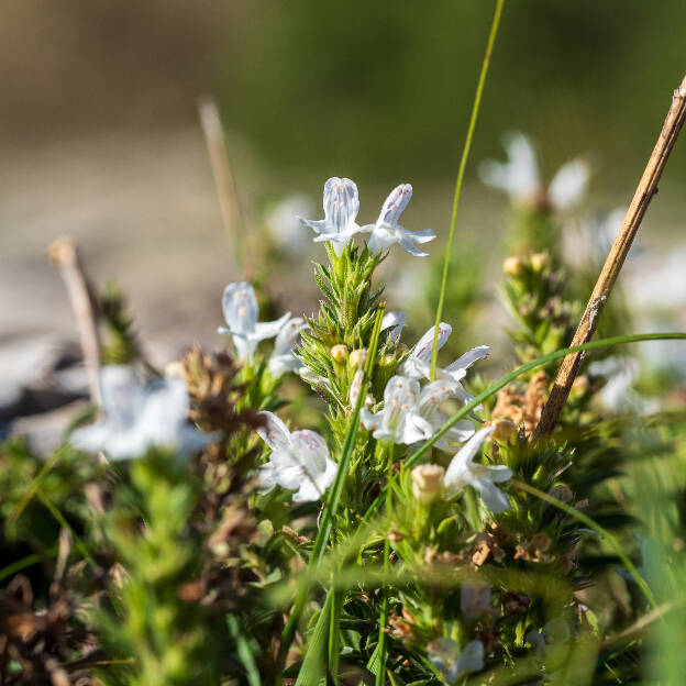 Winter Savory