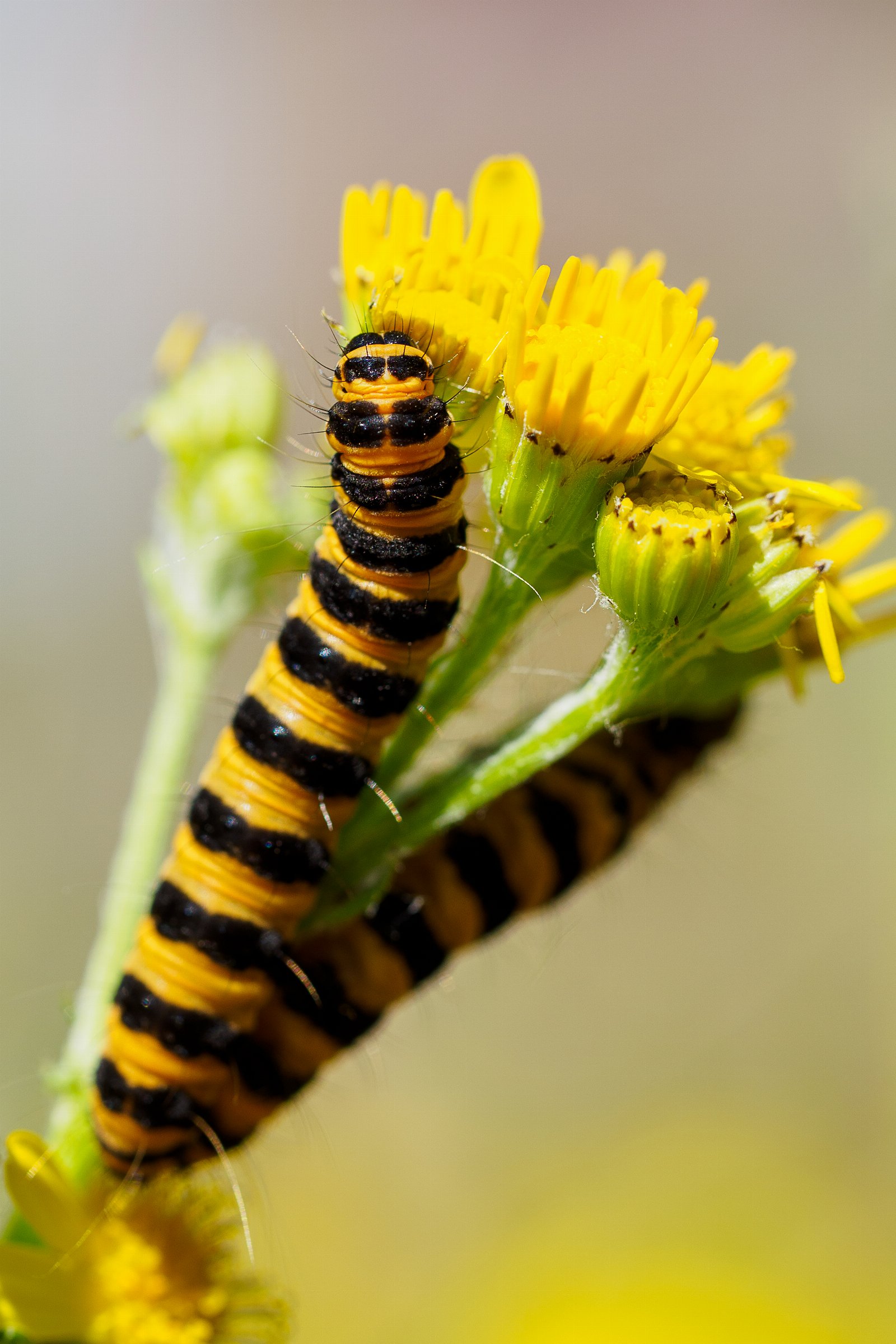 Cinnabar caterpillar