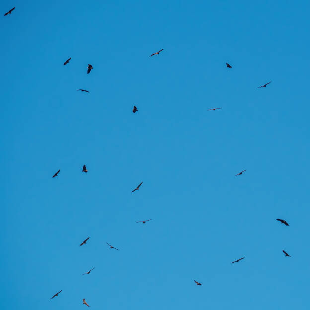 Griffon Vultures and Black Kites