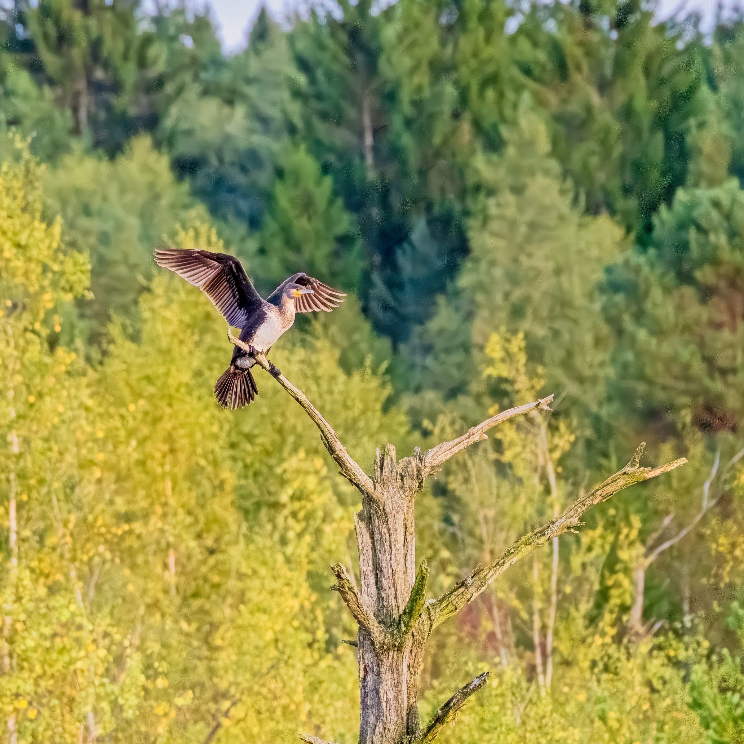 Great Cormorant - Phalacrocorax carbo