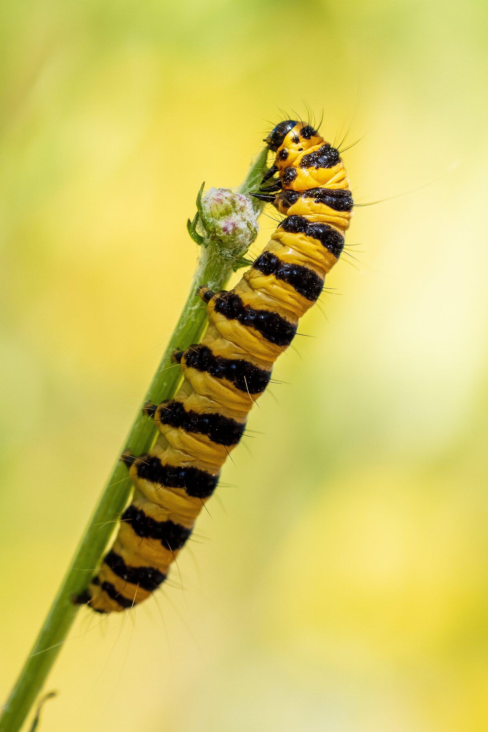 Cinnabar caterpillar