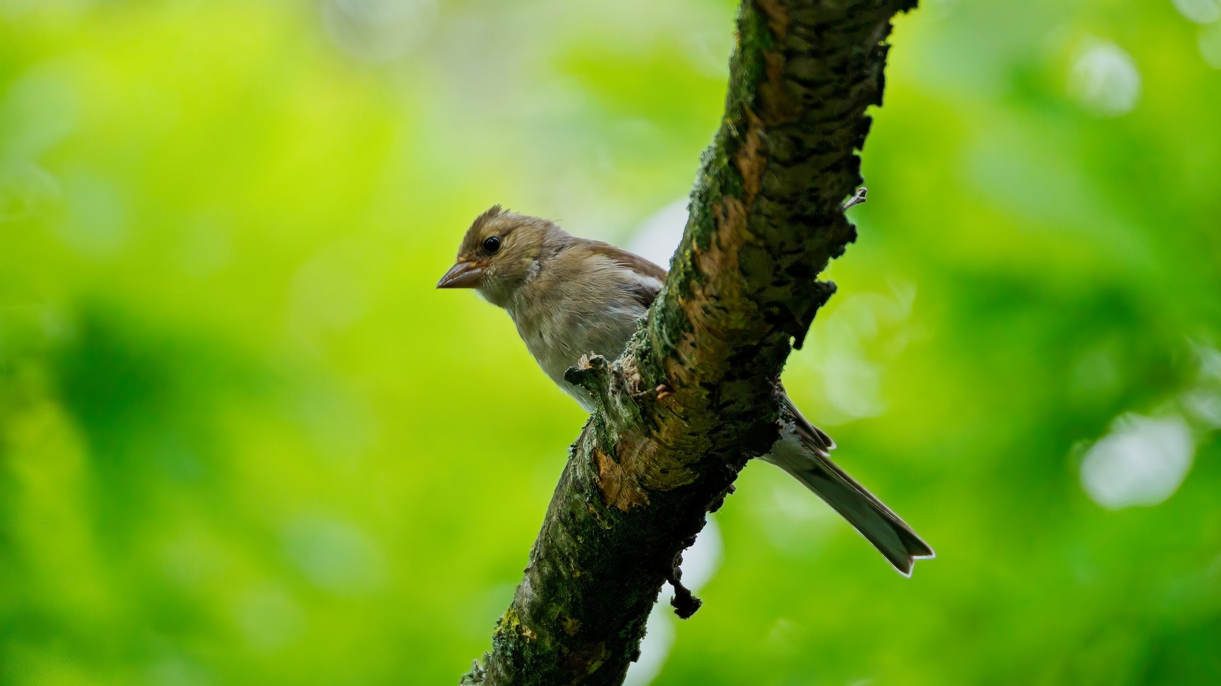 Eurasian Chaffinch