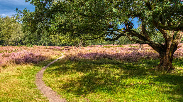 Hoorneboegse Heide