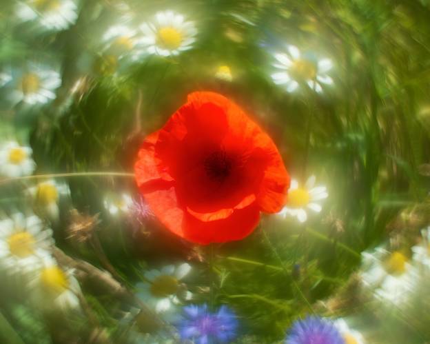 Papaver, shot with Helios 44M with inverted front element