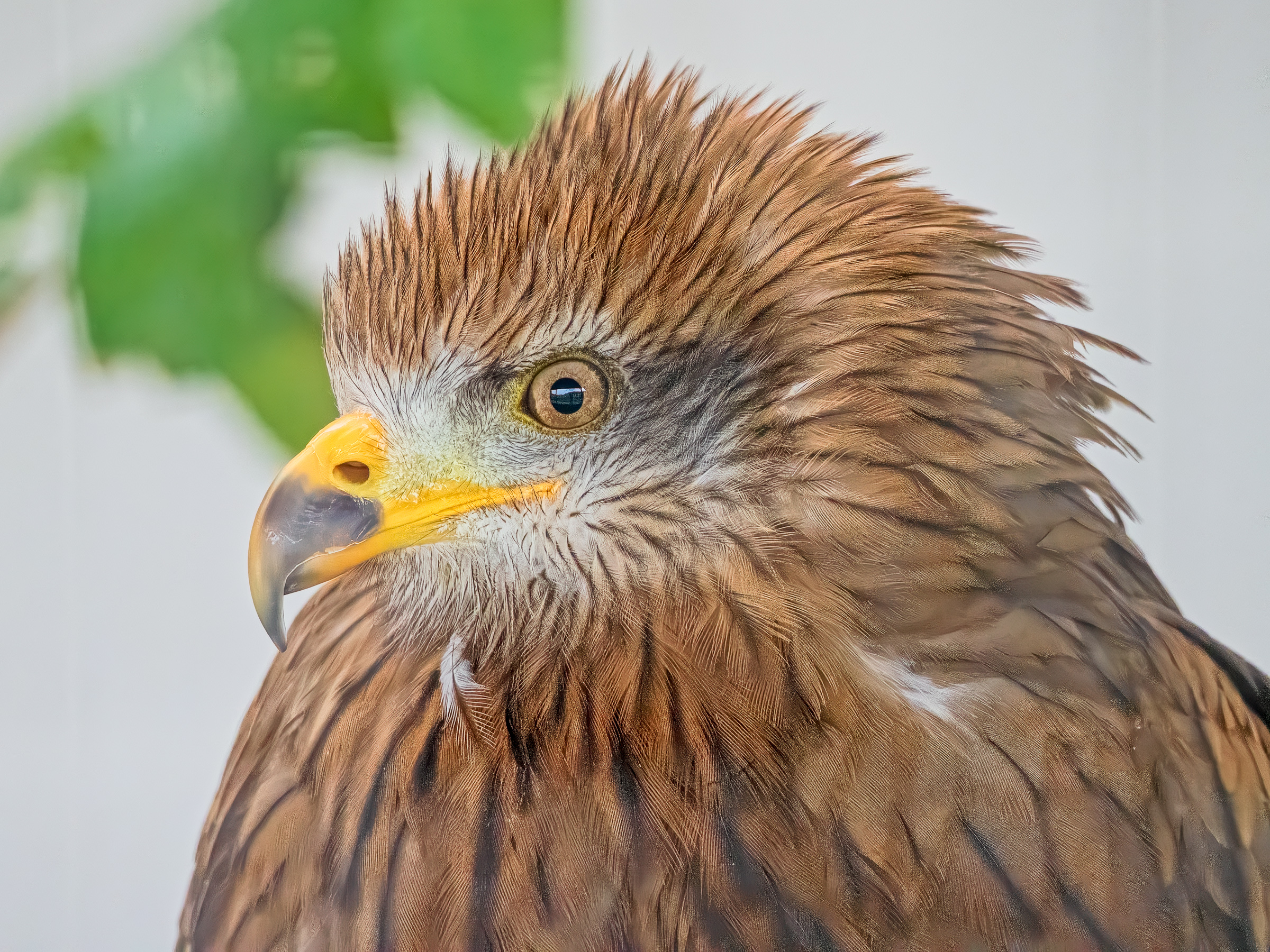 Red Kite (in captivity, Kasselburg)