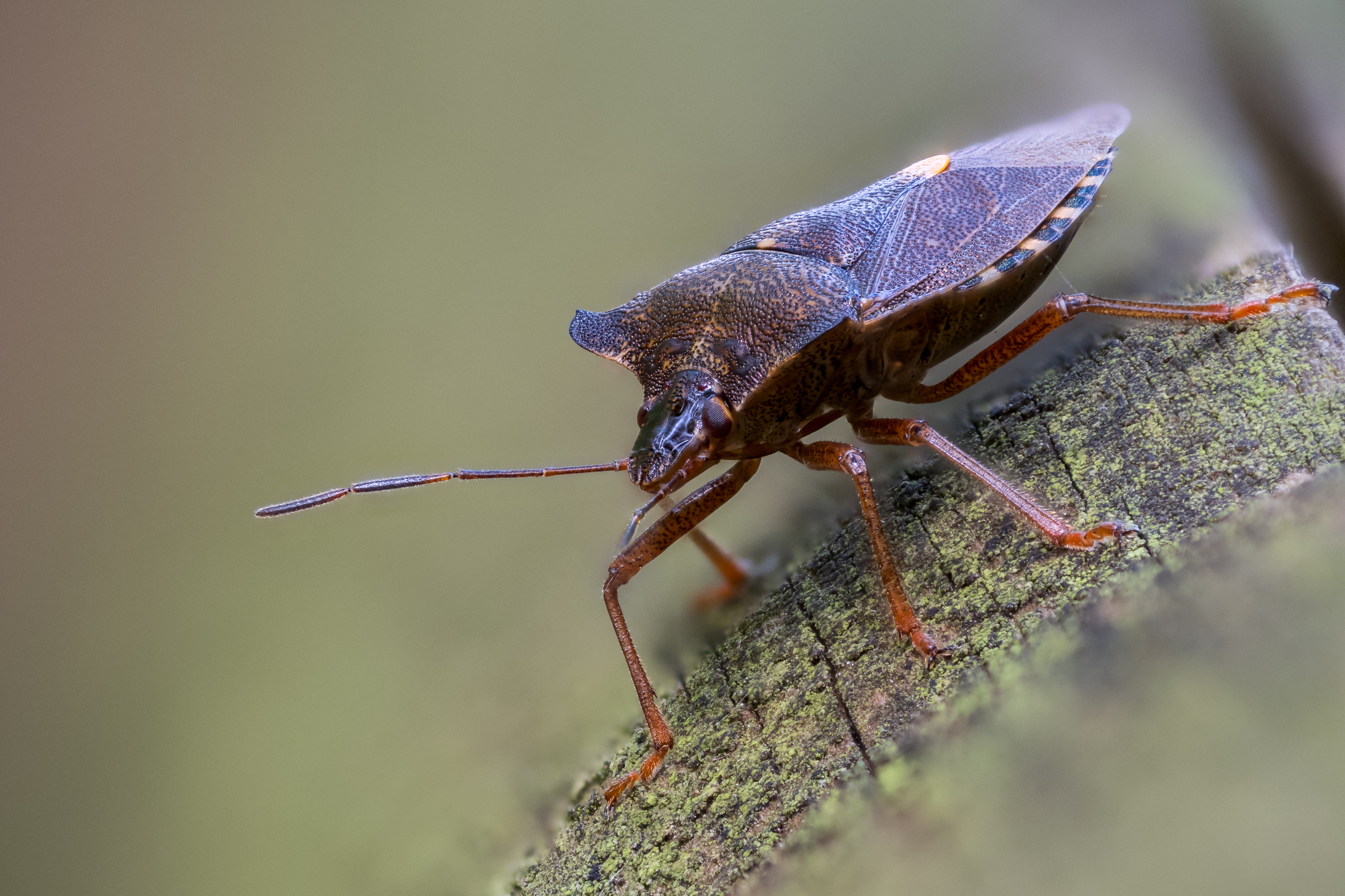 Red-legged Shieldbug