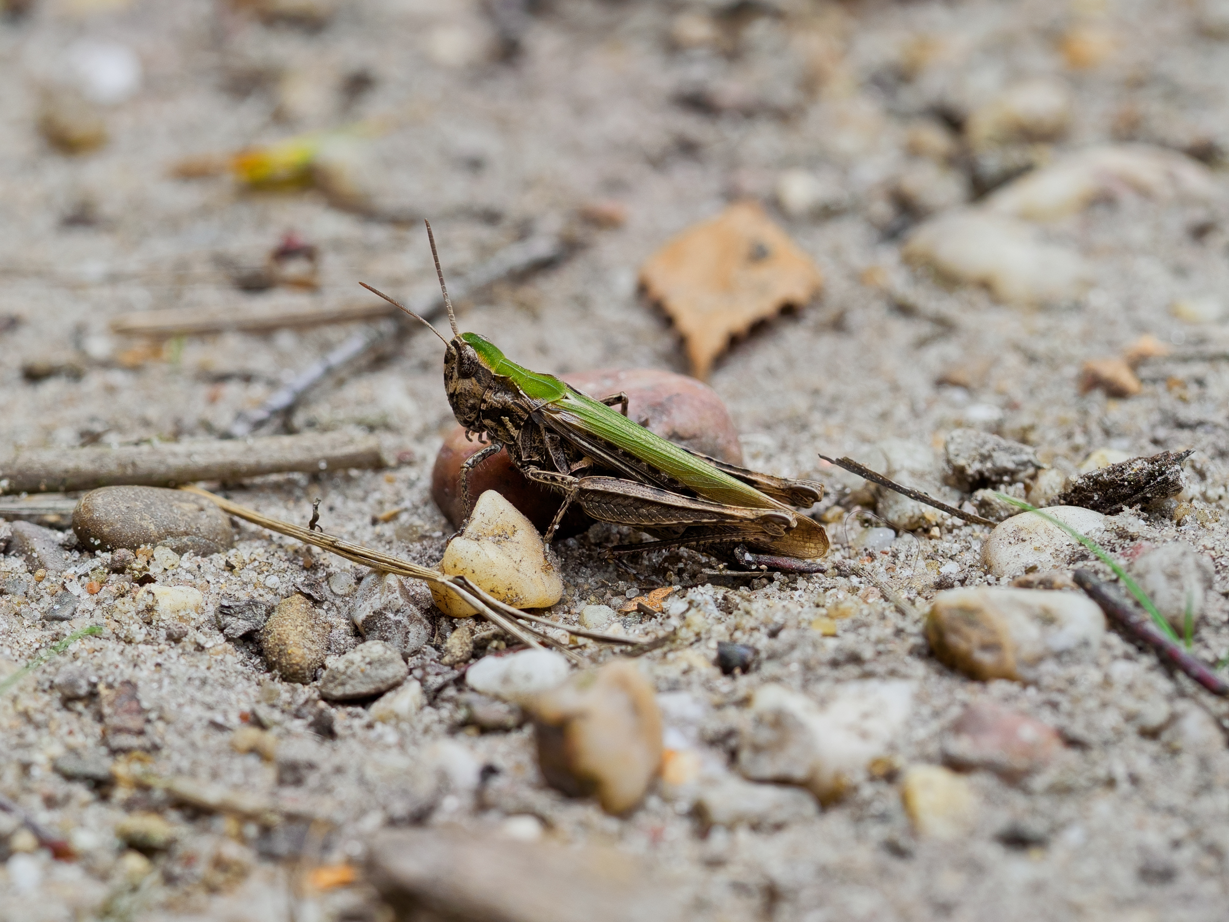 Short-horned grasshopper (Biguttulus-group)