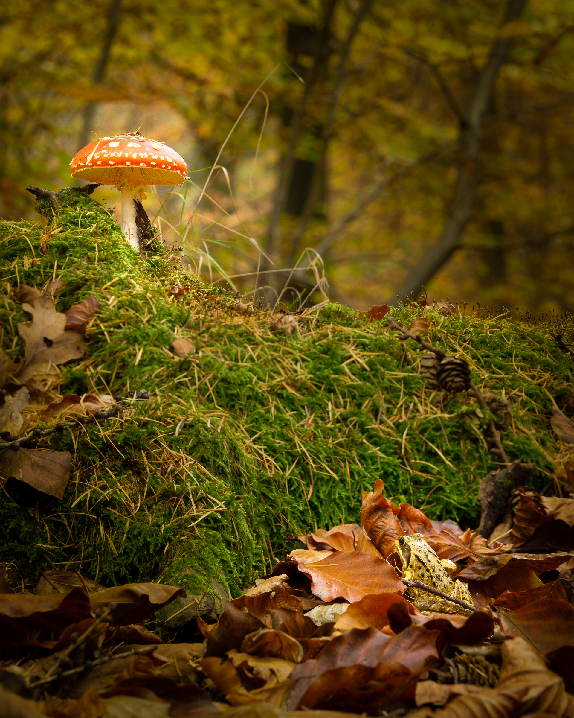 A prince-to-be and his castle on the hill top