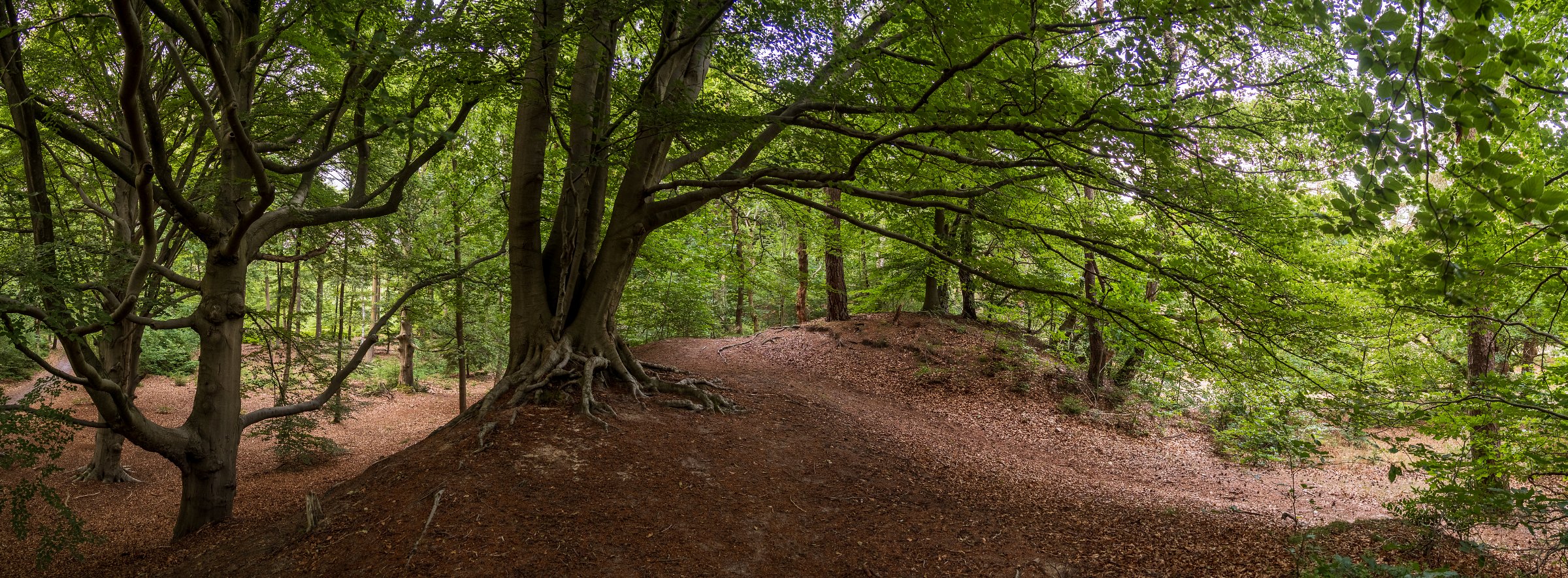 Remnant of the last ice-age: a push-moraine in nature reserve De Zoom, near Soest (NL)