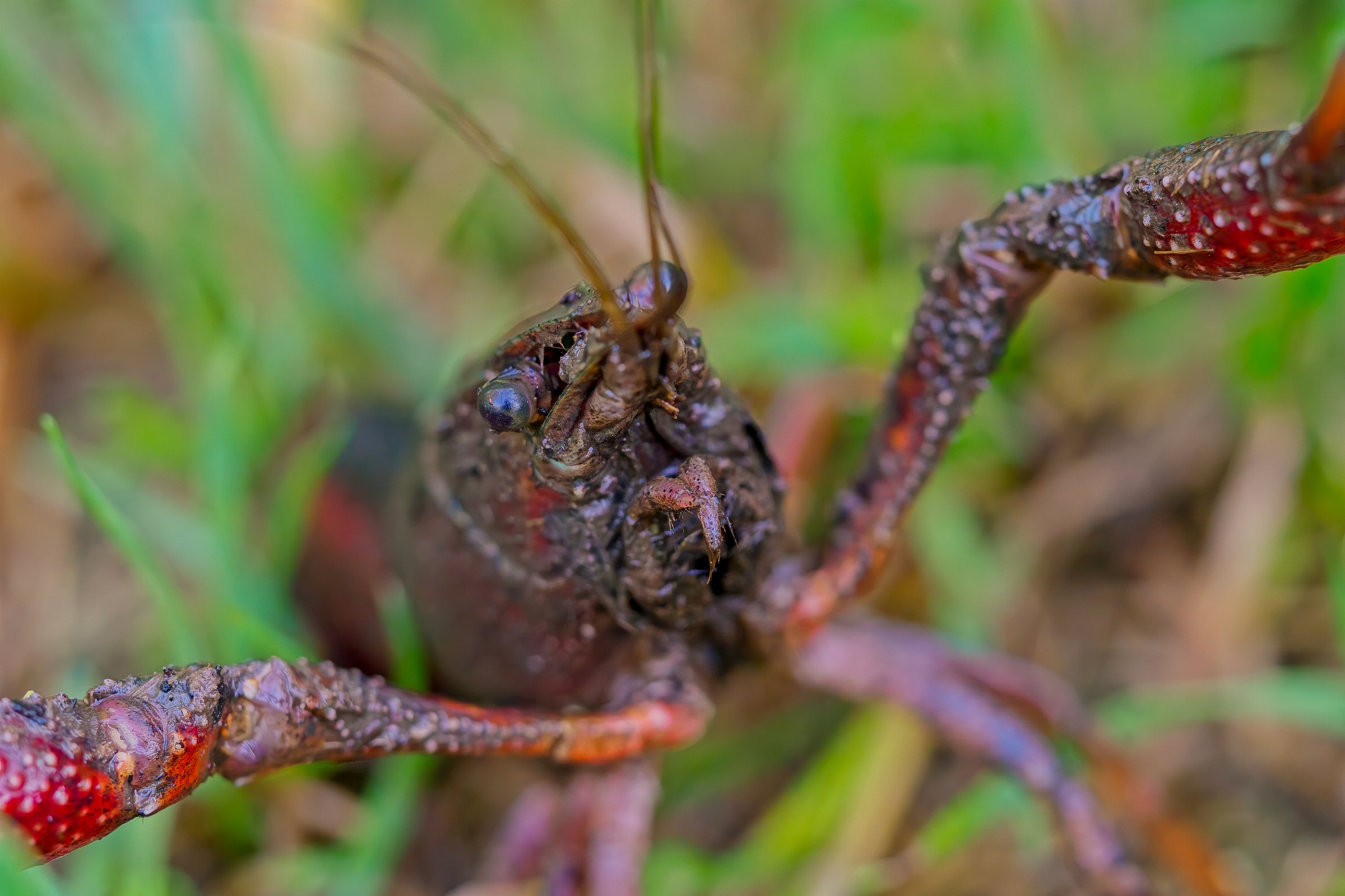 White River Crayfish