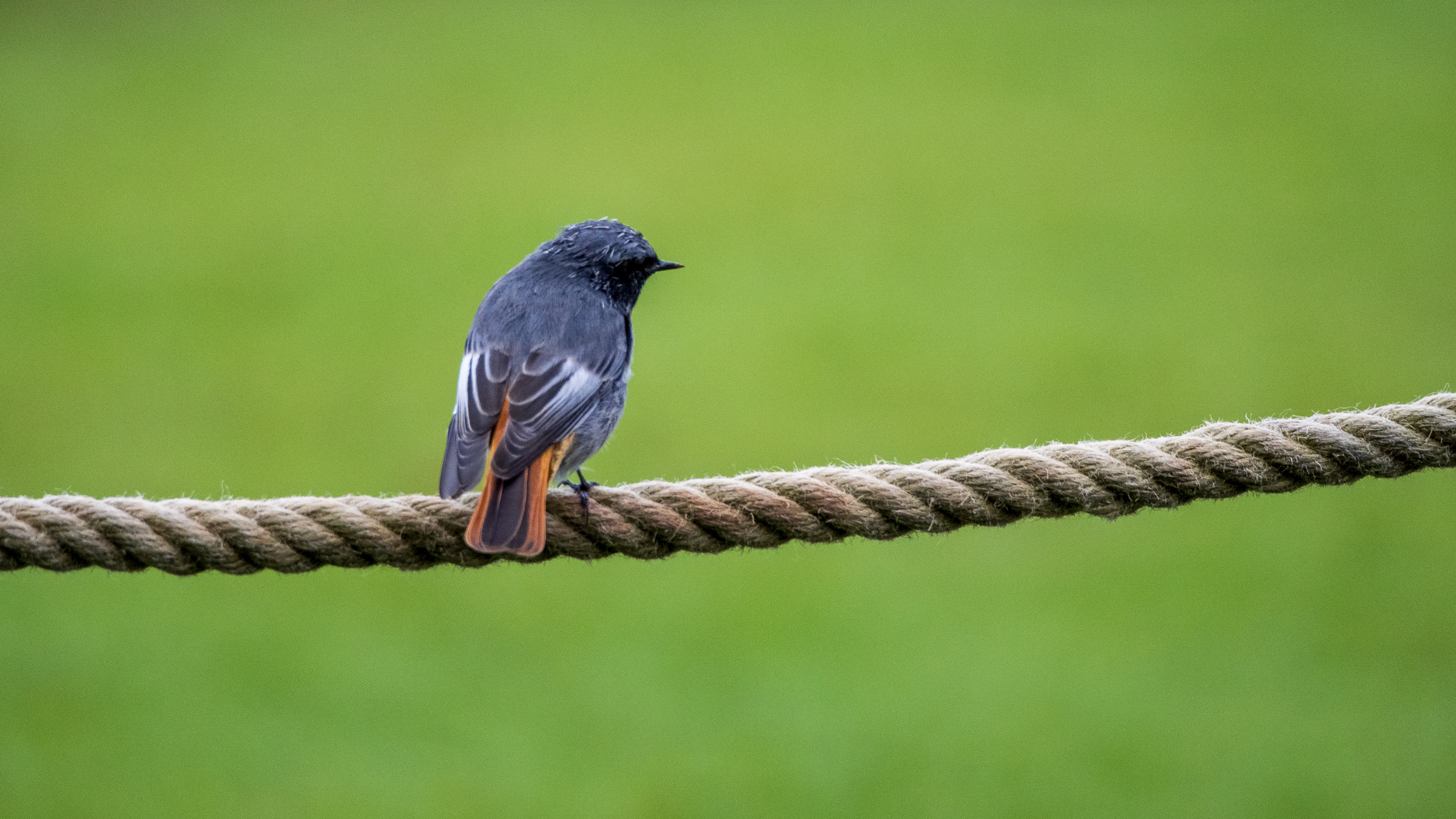 Black Redstart