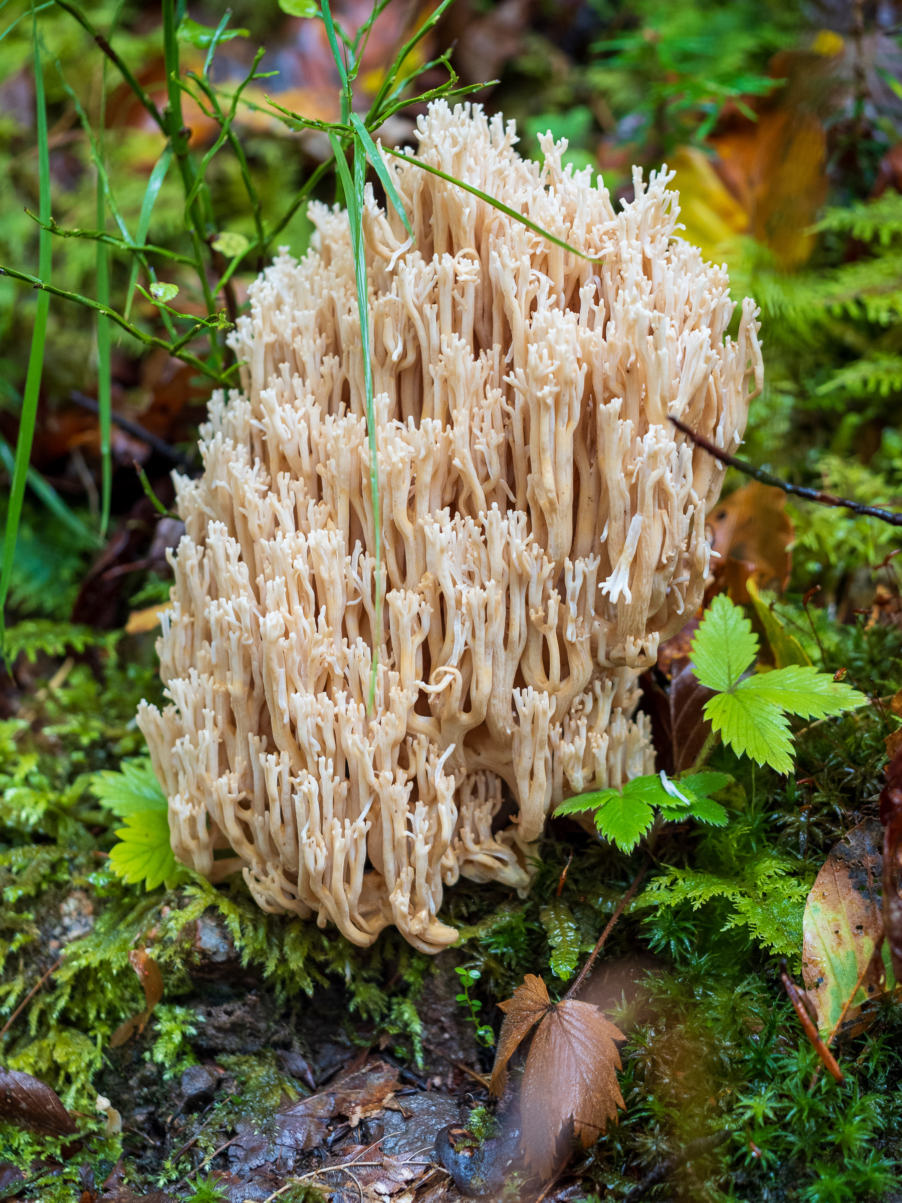 Ramaria pallida (Bleke Koraalzwam)