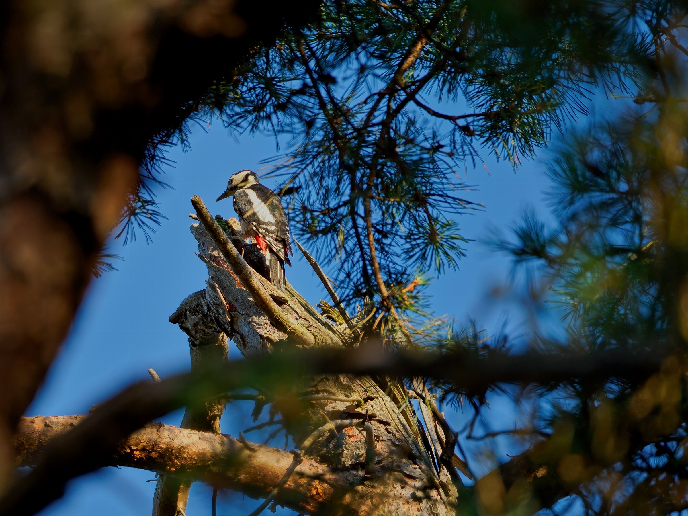 Great Spotted Woodpecker