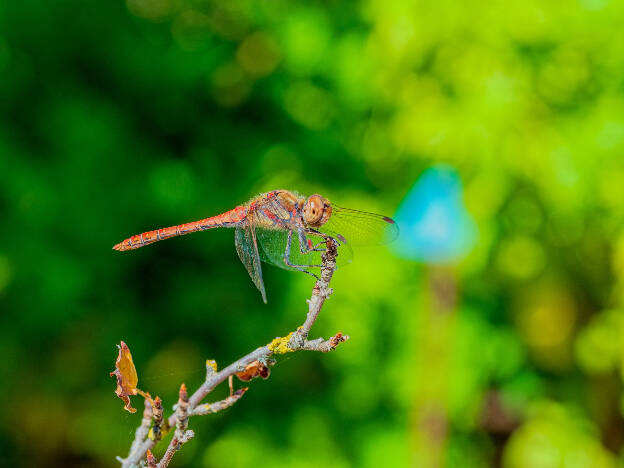 Common Darter (garden of Salagon)