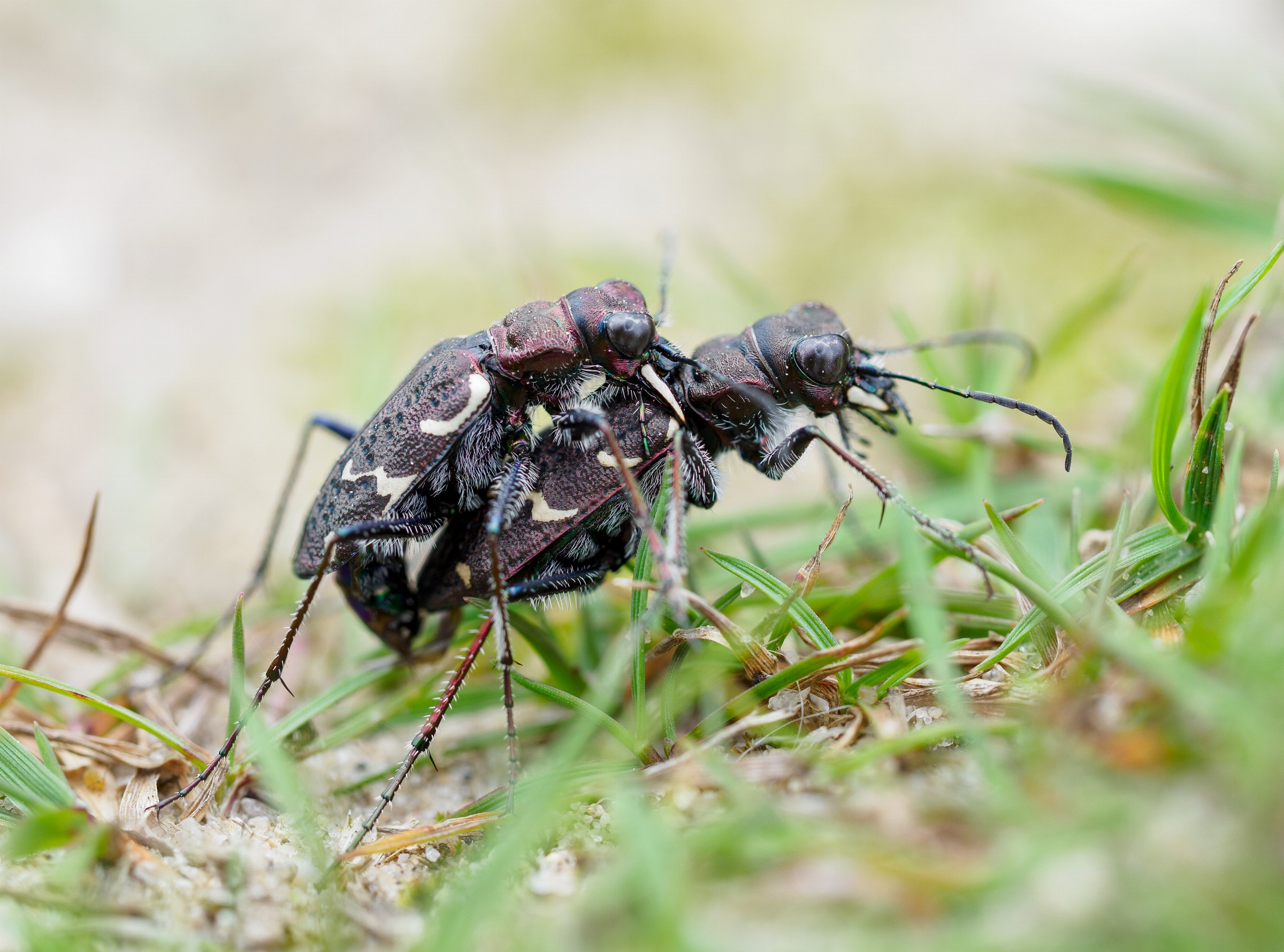 Wood tiger beetle