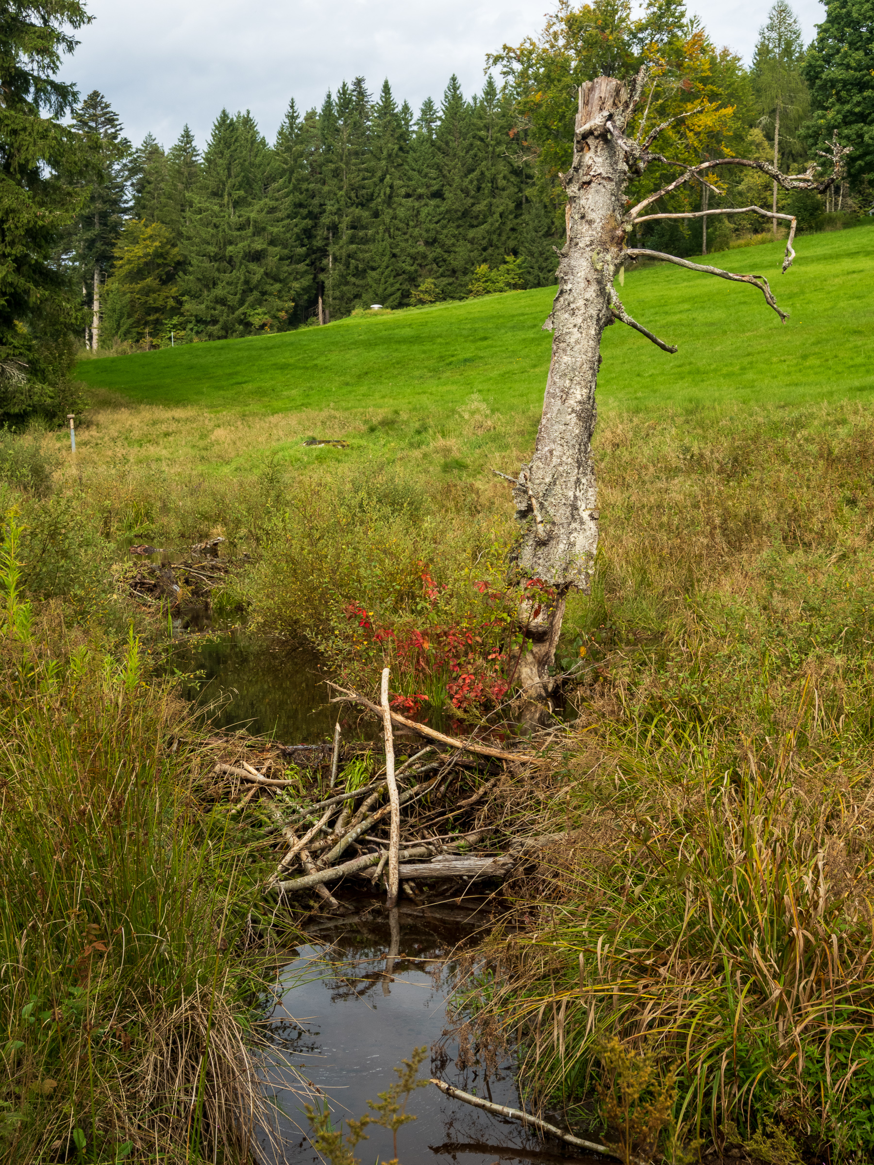 Lots of intricate beaver dam constructions in the Wieselsbach near Unterkirnach