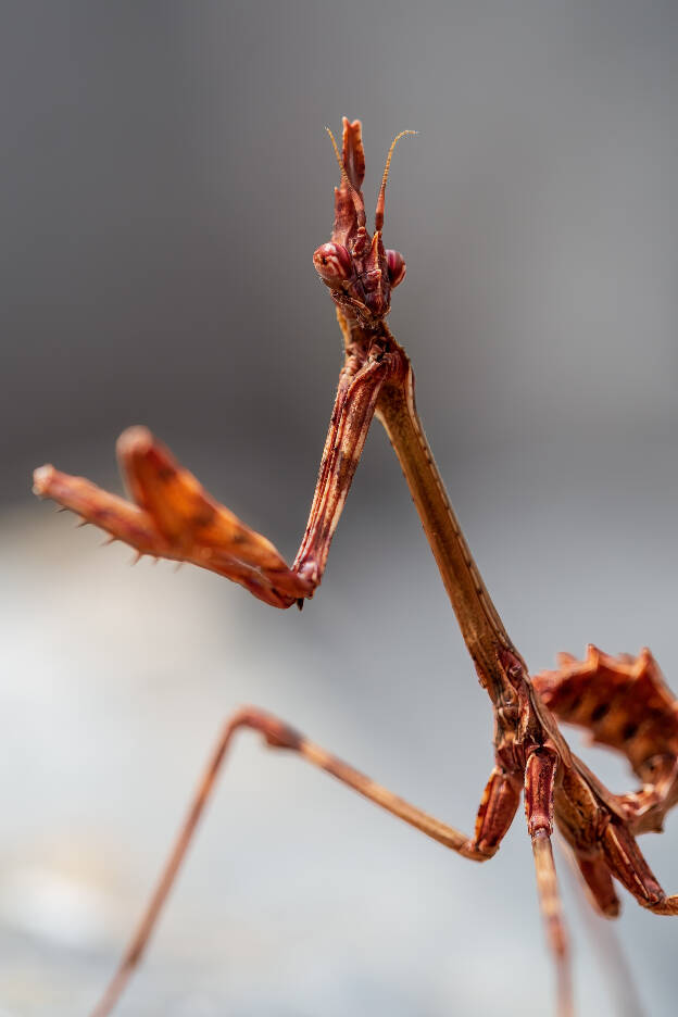 Empusa Pennata (larva, female)