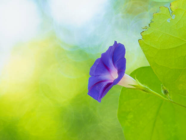 Ivy-leaved Morning-glory (garden of Salagon)