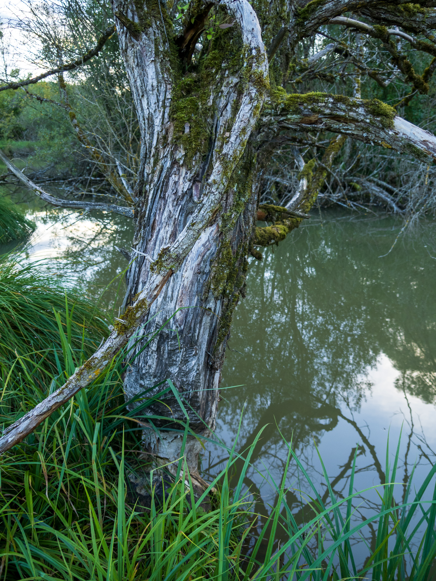Chewed through by beavers