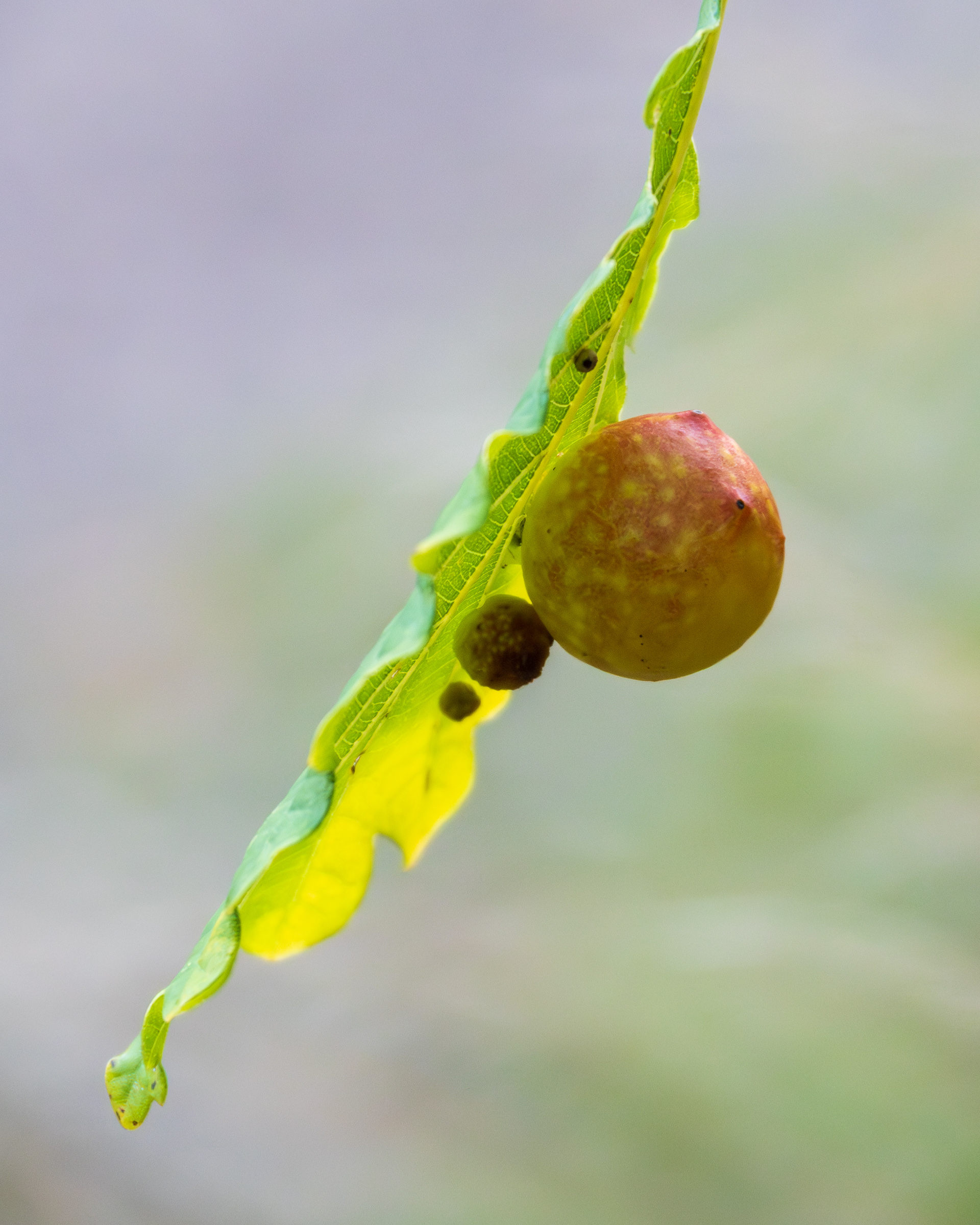 Harmandiola tremulae