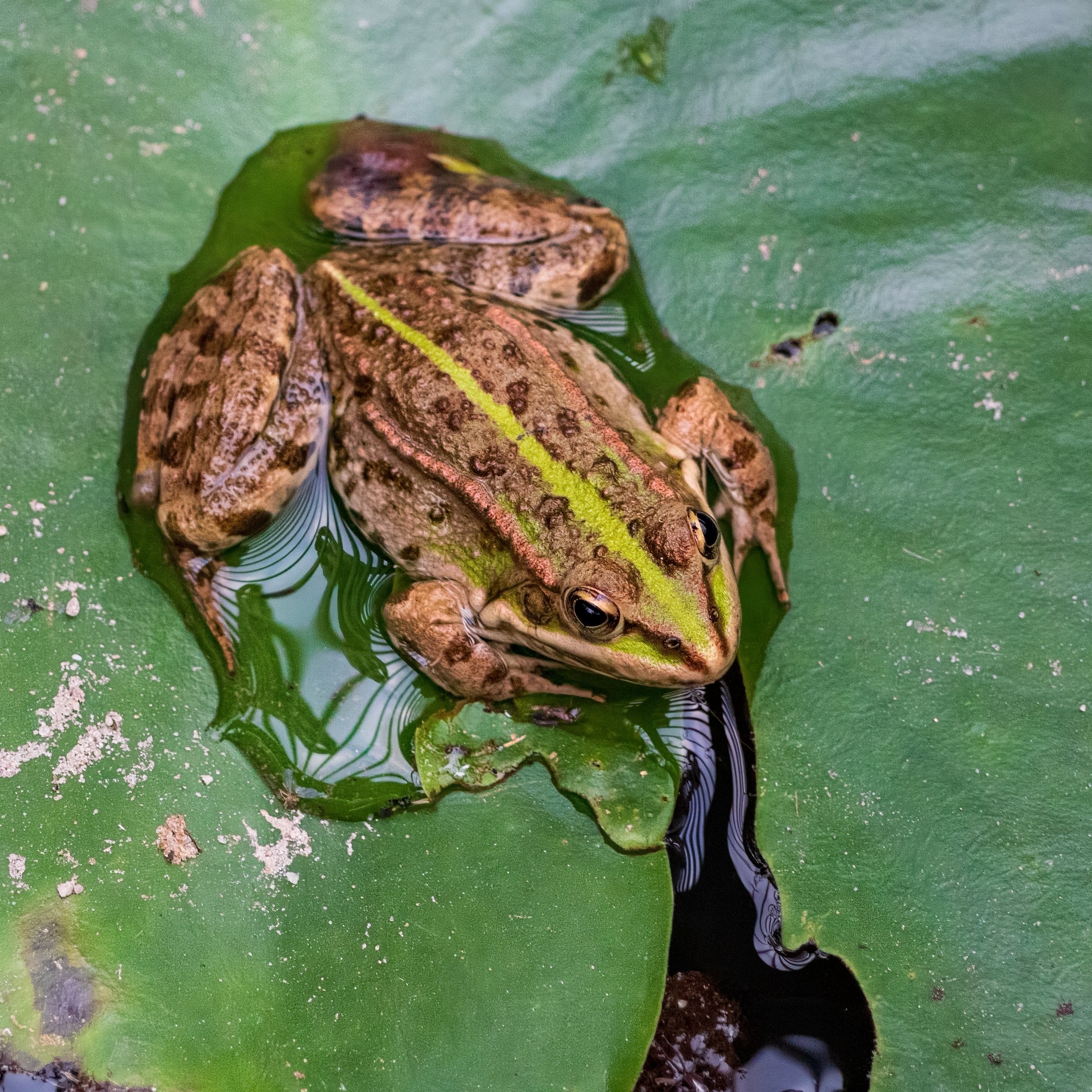 Eurasian Marsh Frog