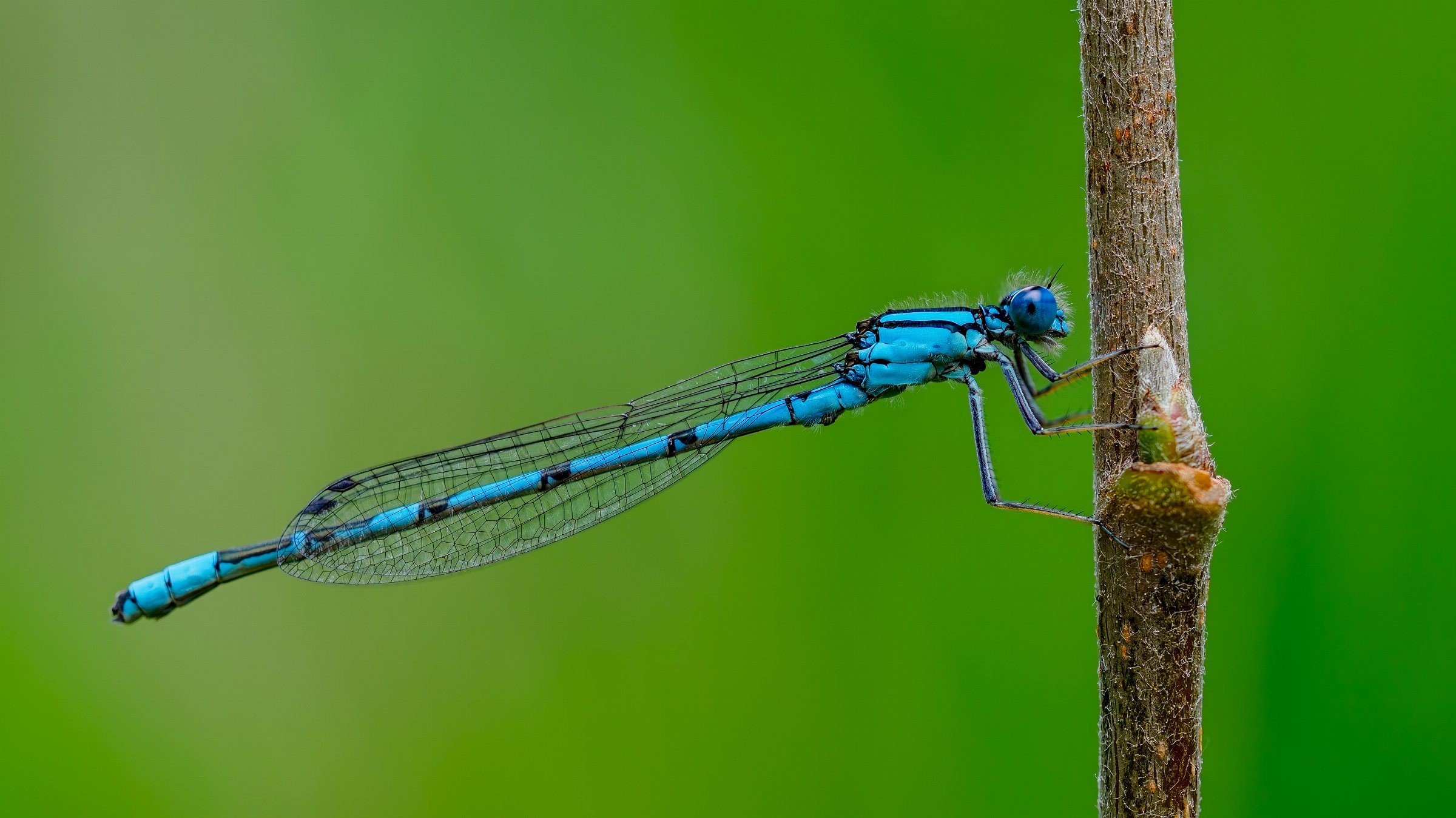 Common Bluet