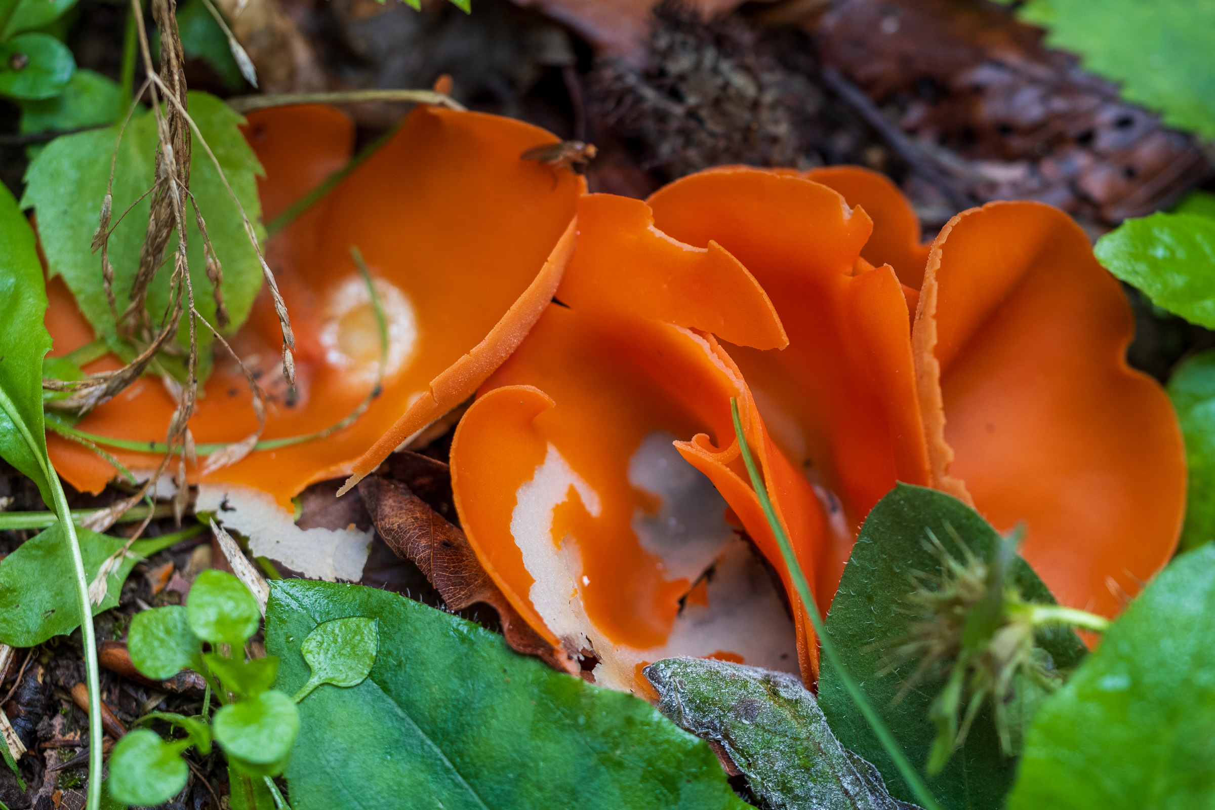 Orange peel fungus